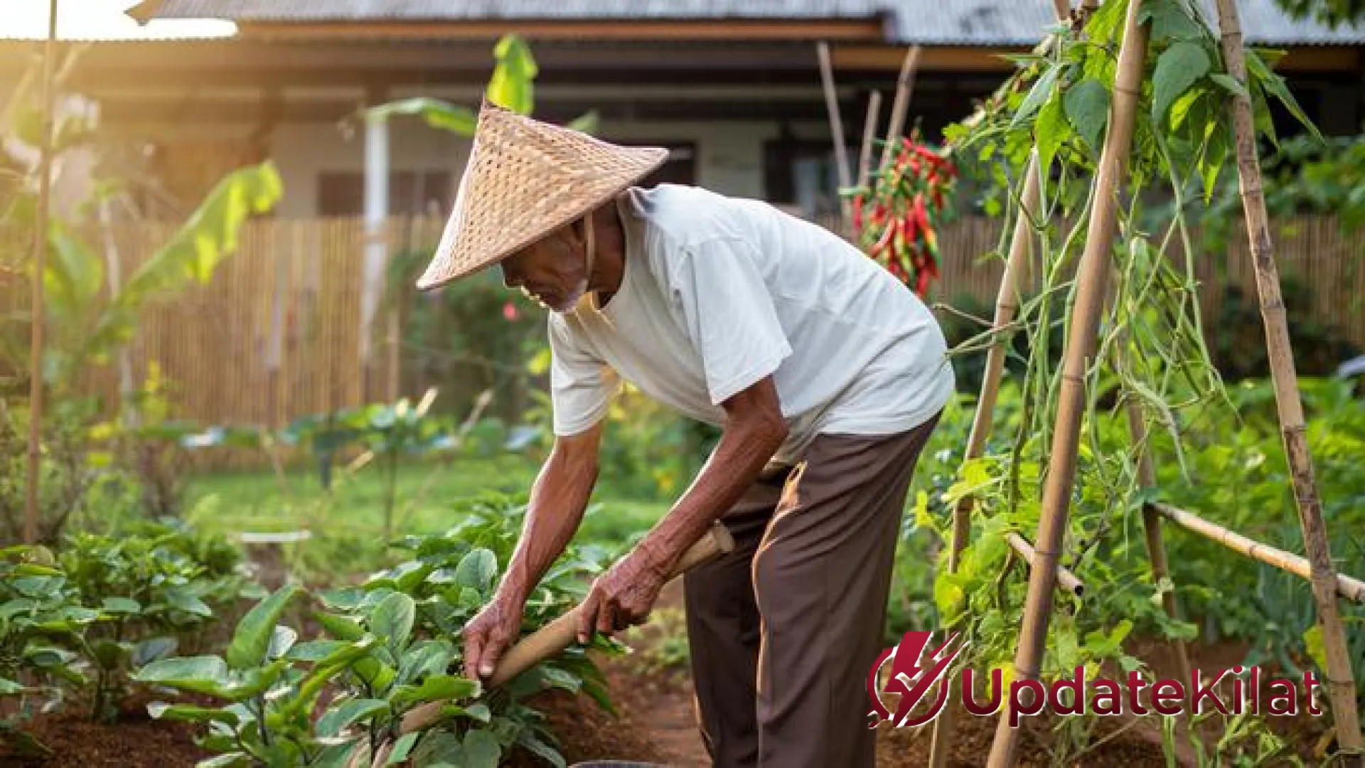 Purnabakti Produktif: 8 Ide Kebun Sayur Rumahan yang Mudah dan Menyehatkan untuk Bapak-Bapak Pensiunan