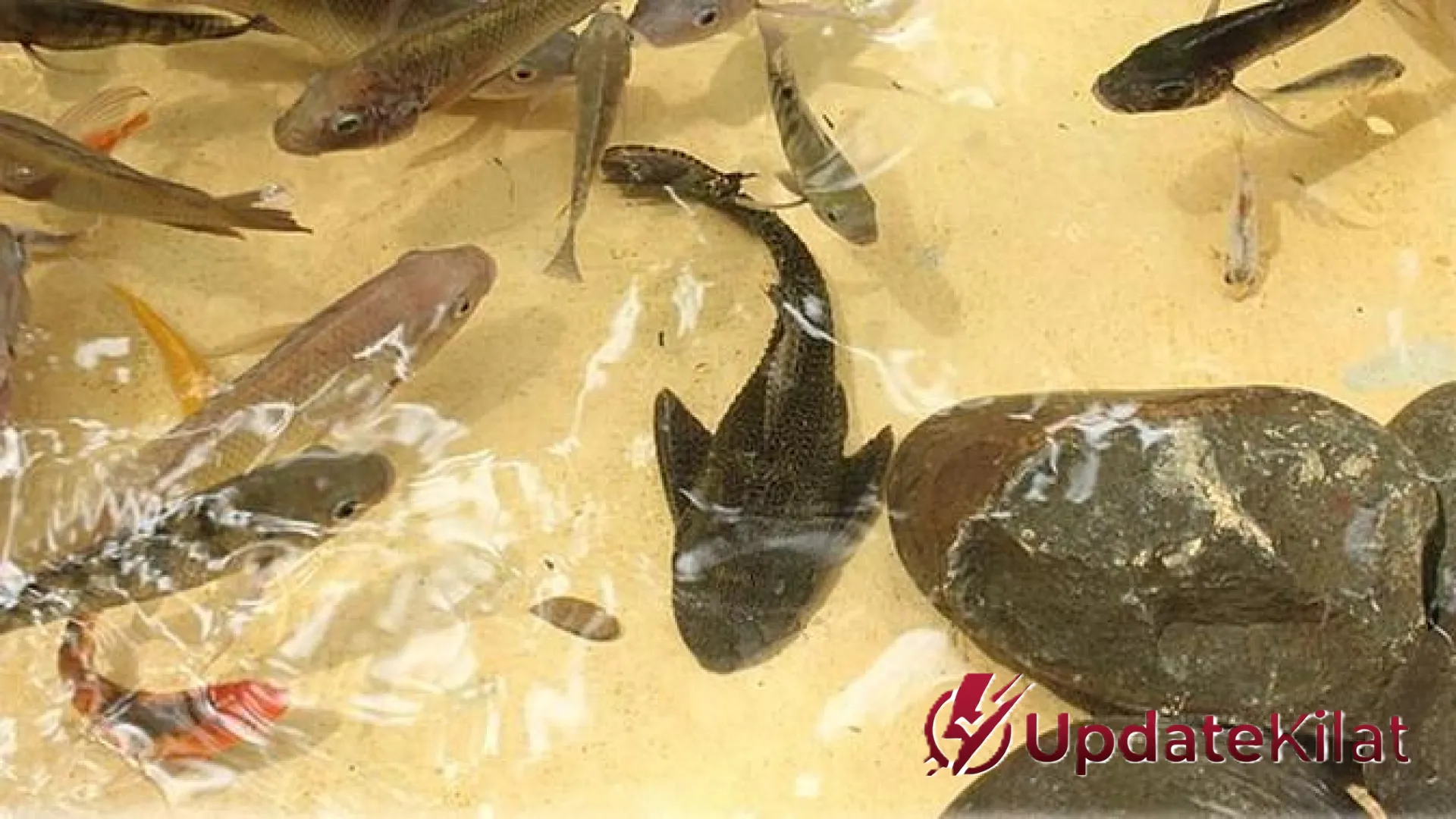 Strategi Jitu Mengolah Ikan Sapu-Sapu Menjadi Pakan Lele Premium Berprotein Tinggi