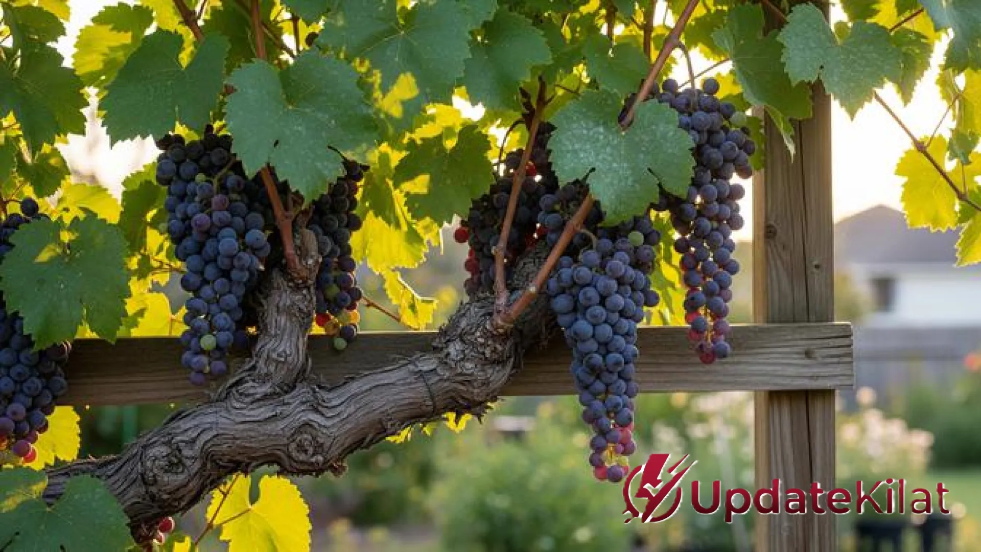 7 Rahasia Pohon Buah Cepat Panen: Panduan Teknik Stek Jitu Tanpa Menunggu Bertahun-tahun