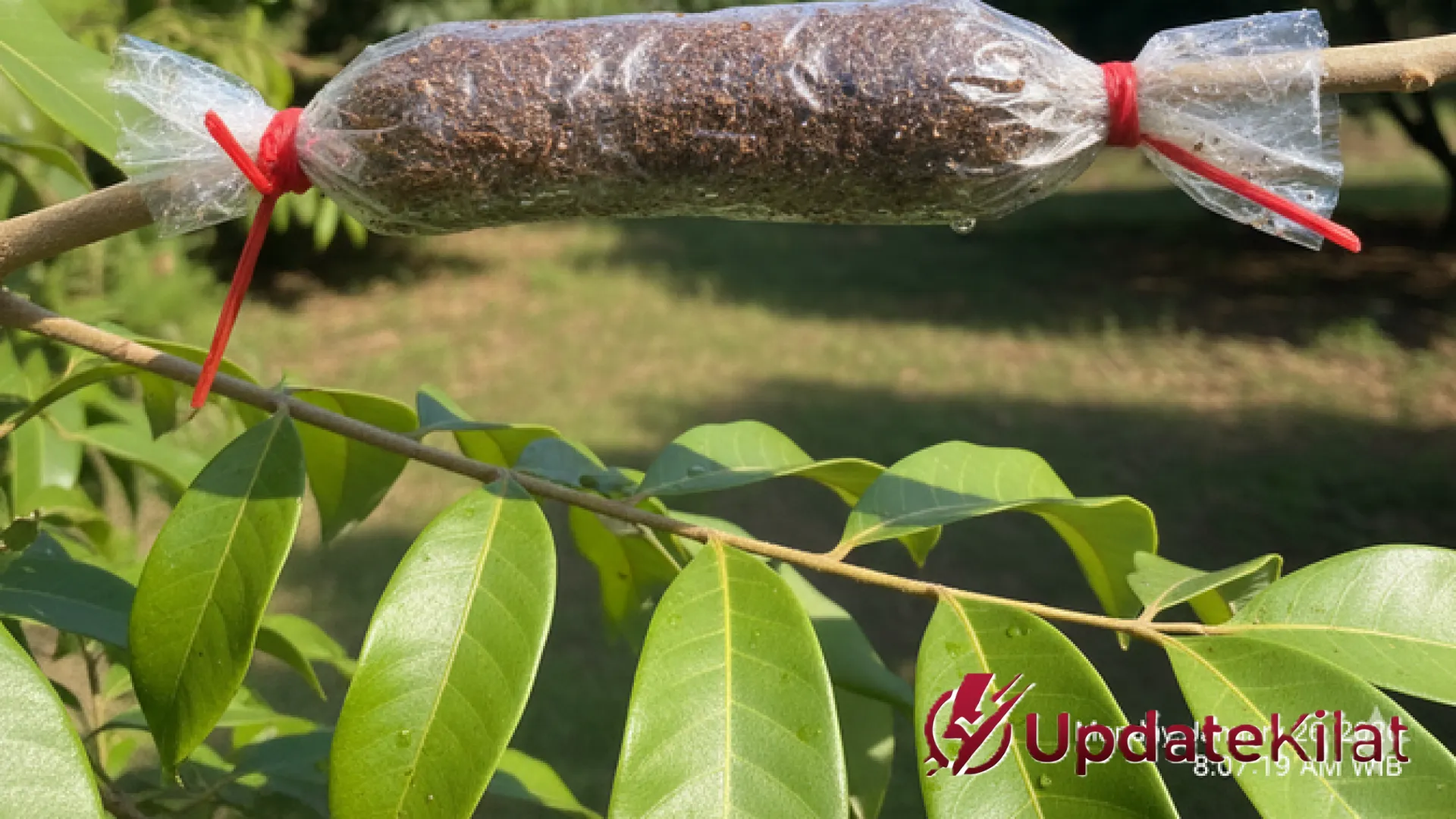 Panduan Praktis Mencangkok: 8 Jenis Pohon Buah Paling Mudah Berbuah untuk Pekebun Pemula