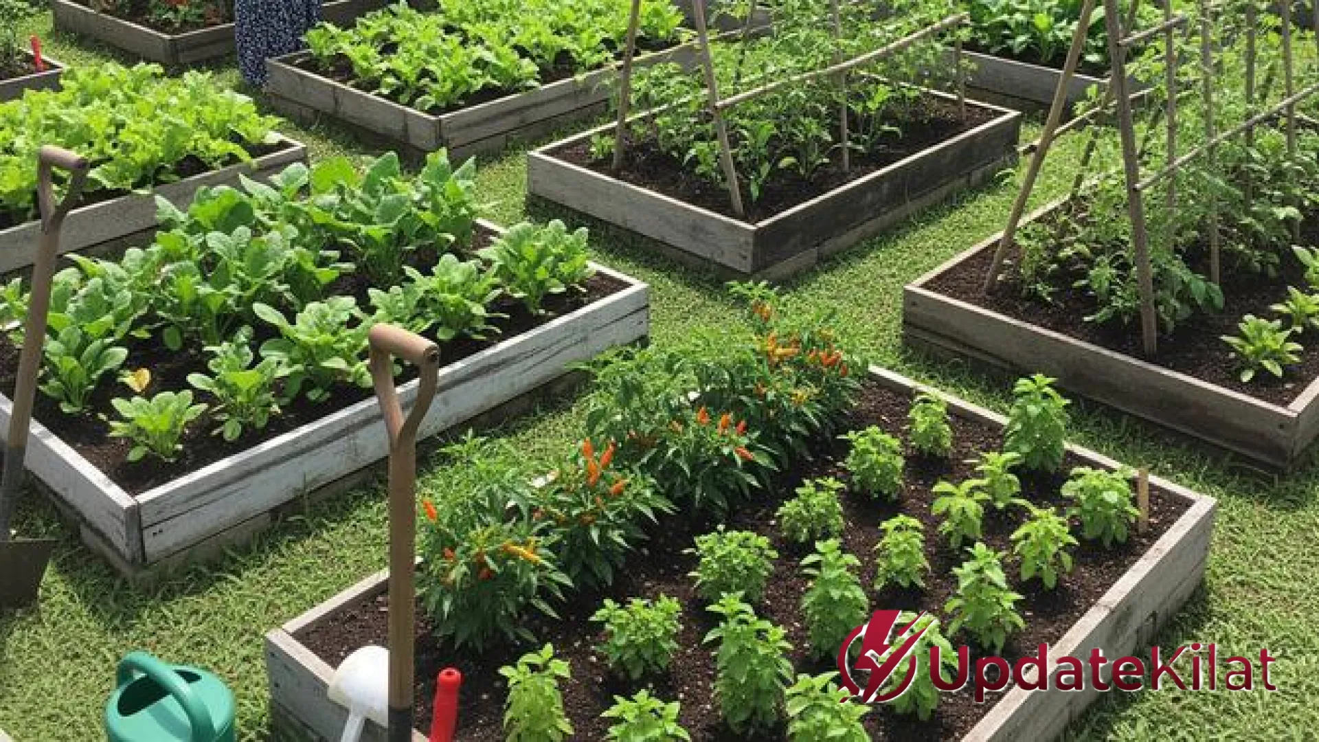 Menanam Harapan di Pekarangan: 7 Ide Kebun Sayur Bedengan Kreatif dan Produktif untuk Ibu PKK