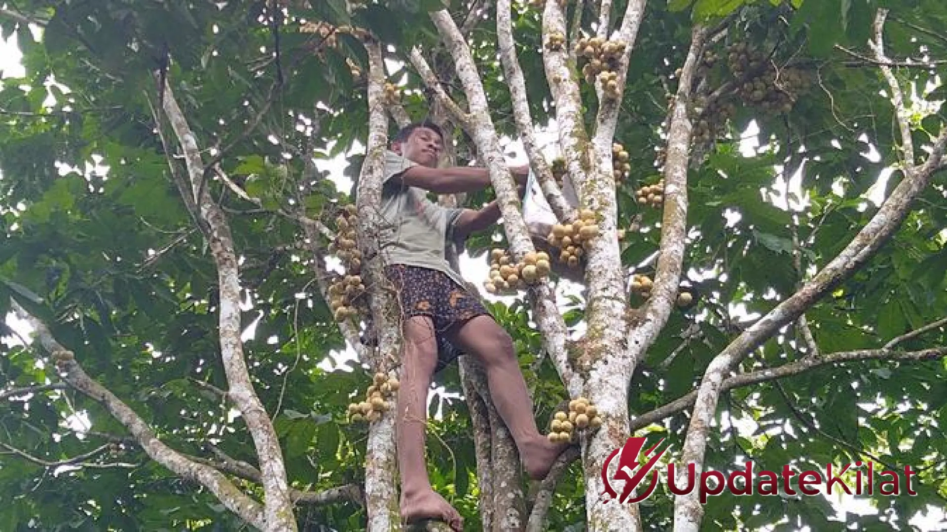 Rahasia Sukses Budidaya Duku: 9 Trik Jitu Merangsang Pohon Berbuah Lebat, Besar, dan Berkualitas Premium