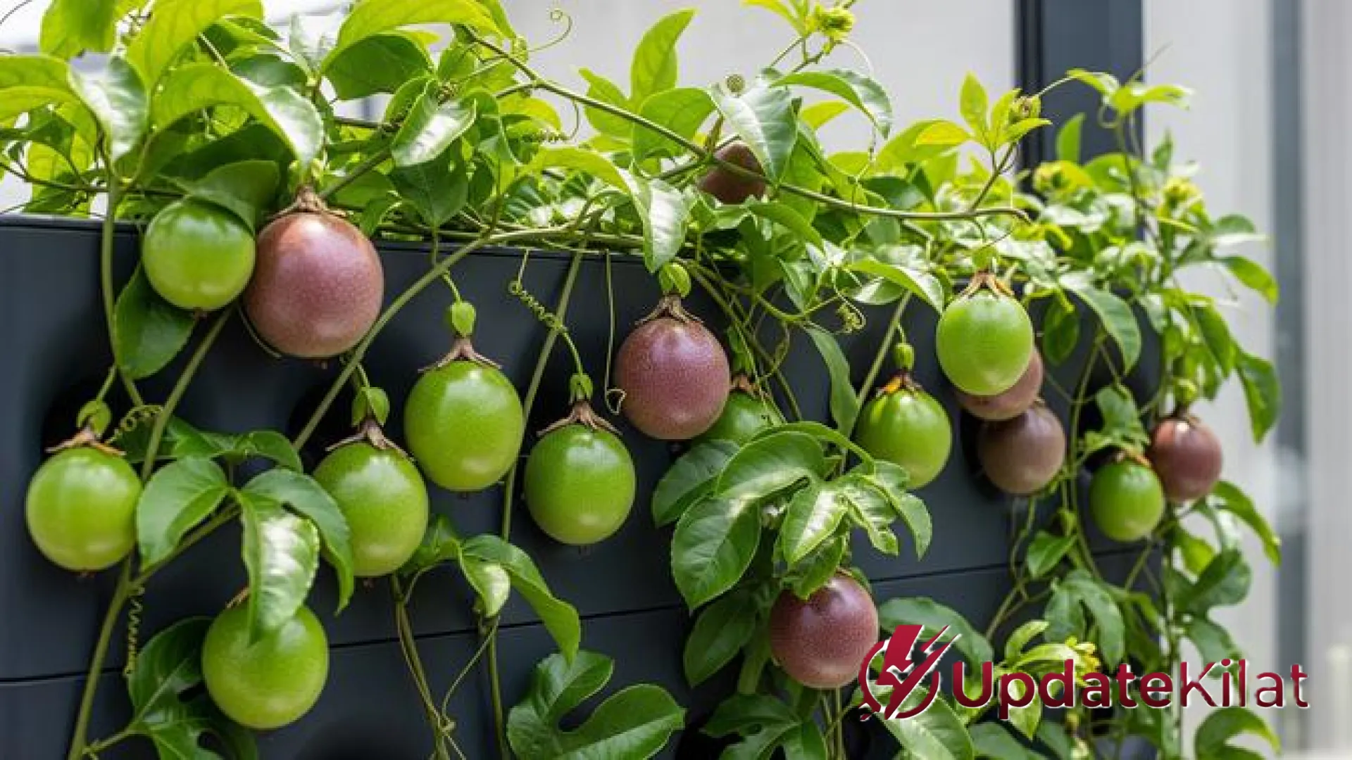 12 Pilihan Pohon Buah Cepat Berbuah untuk Kebun Rumah: Panduan Lengkap dan Rahasia Perawatannya