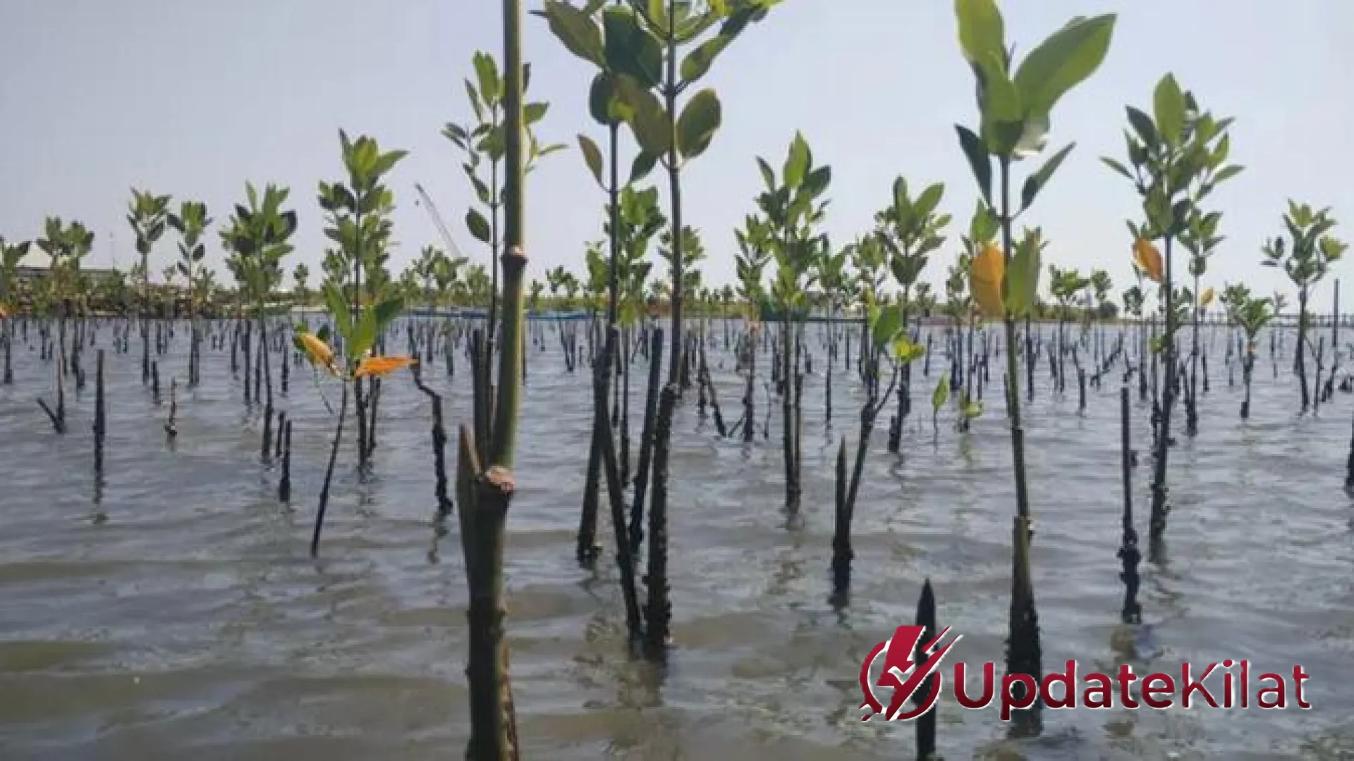 Aksi Nyata Hijaukan Jakarta: Penanaman 3.000 Bibit Mangrove di Pesisir Marunda Sebagai Benteng Alami