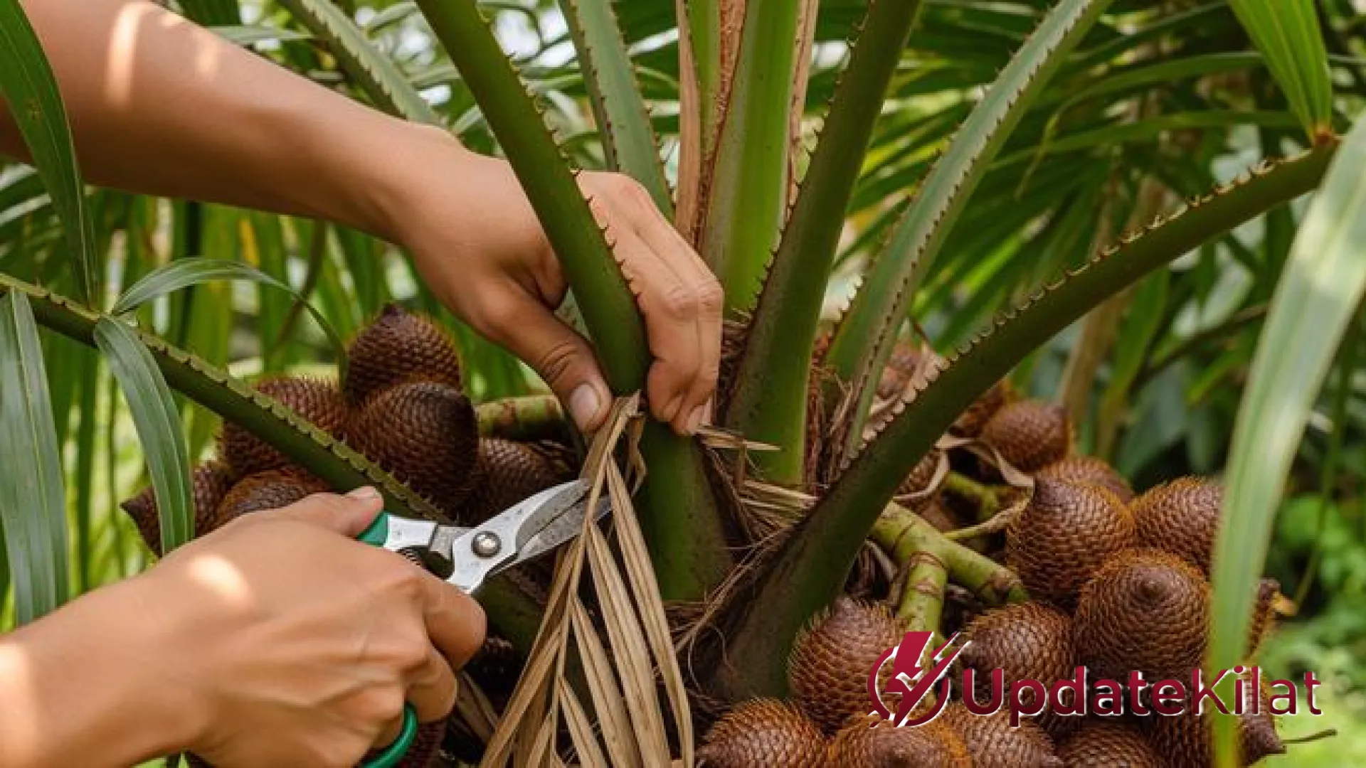 Panduan Lengkap Cara Menanam Salak dari Biji di Lahan Sempit agar Berbuah Lebat