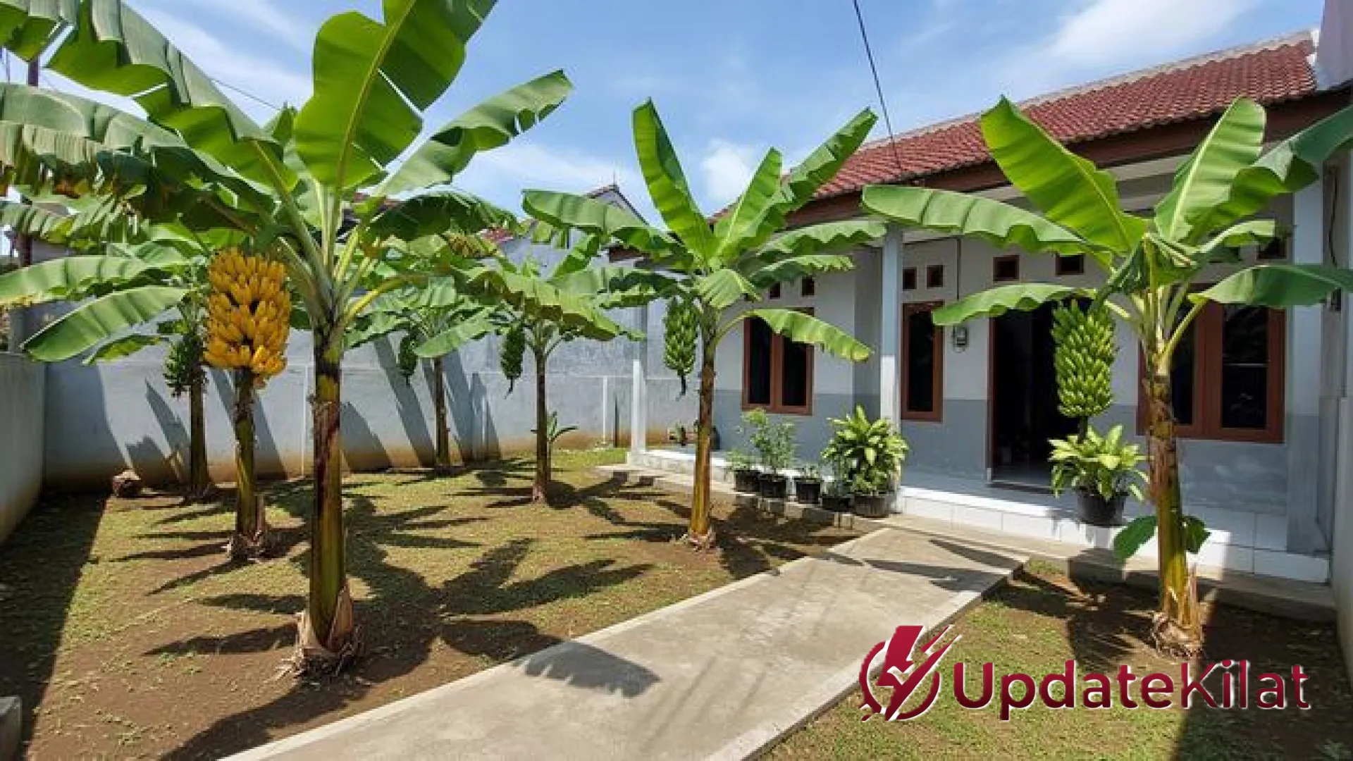 Solusi Lahan Sempit: 8 Jenis Pohon Pisang Pendek yang Estetik dan Produktif untuk Pekarangan Rumah