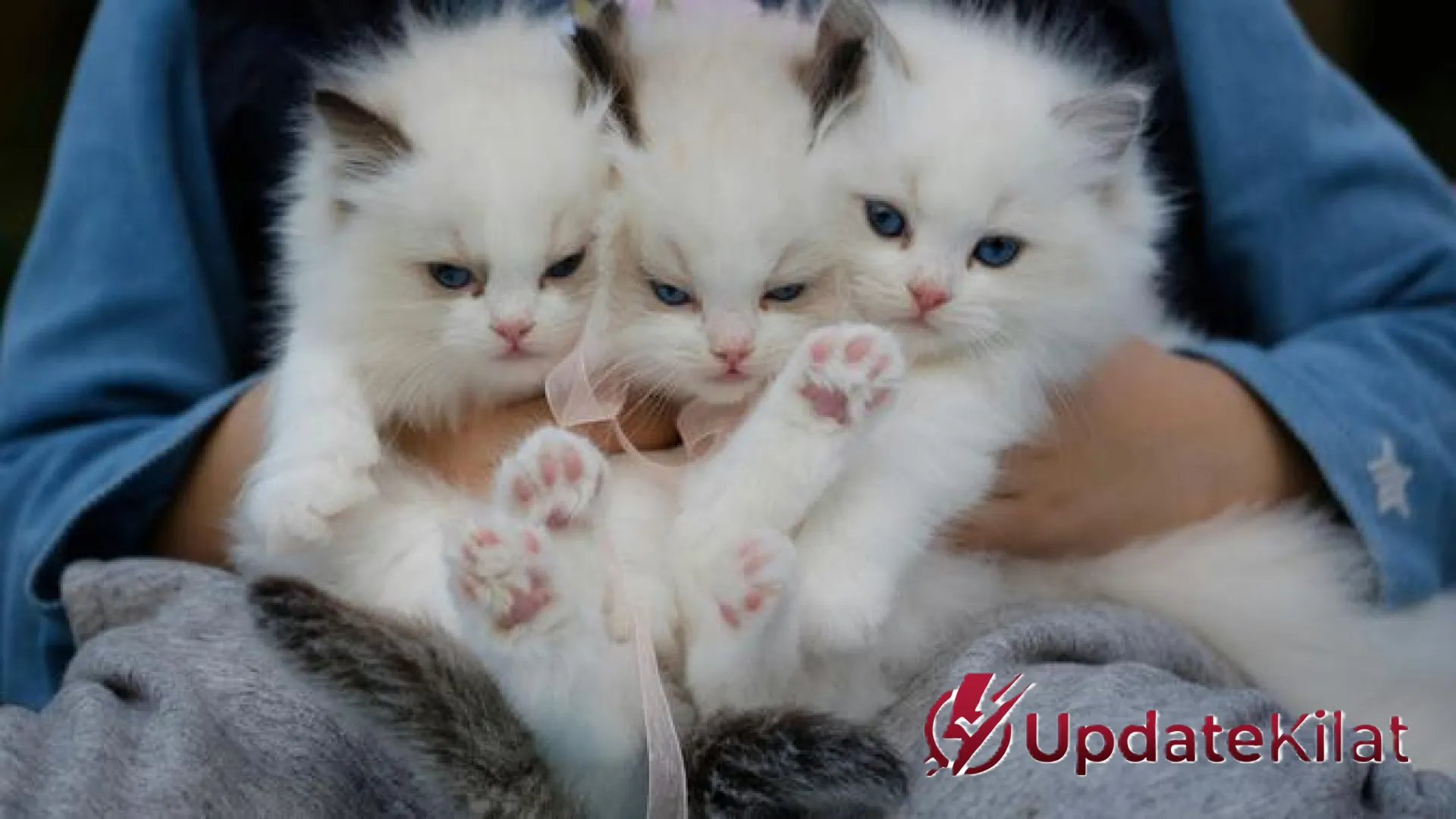 Terapi Dengkuran dan Rahasia Panjang Umur: Mengapa Memelihara Kucing Adalah Investasi Kesehatan Terbaik Anda