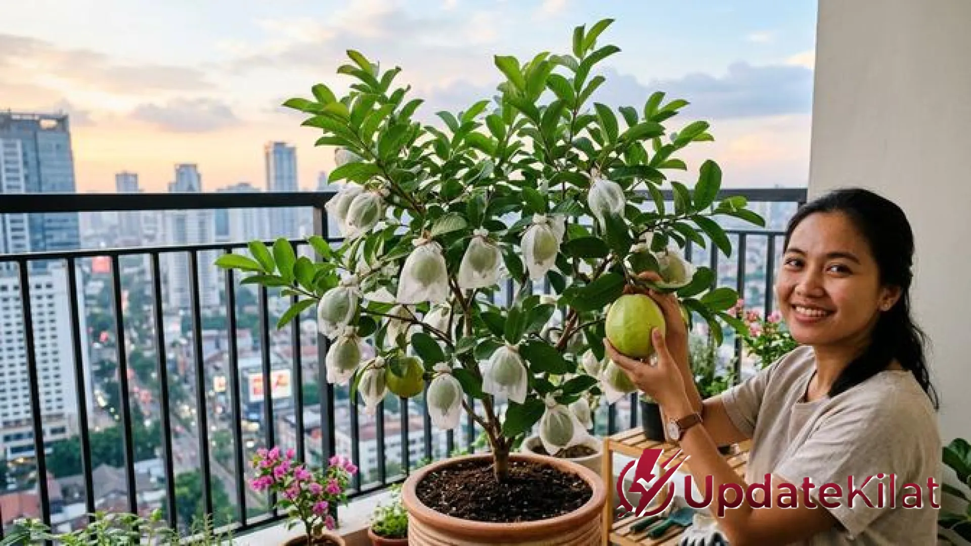 Solusi Lahan Sempit: 9 Jenis Pohon Buah Kerdil yang Paling Mudah Tumbuh di Pot dan Cepat Panen