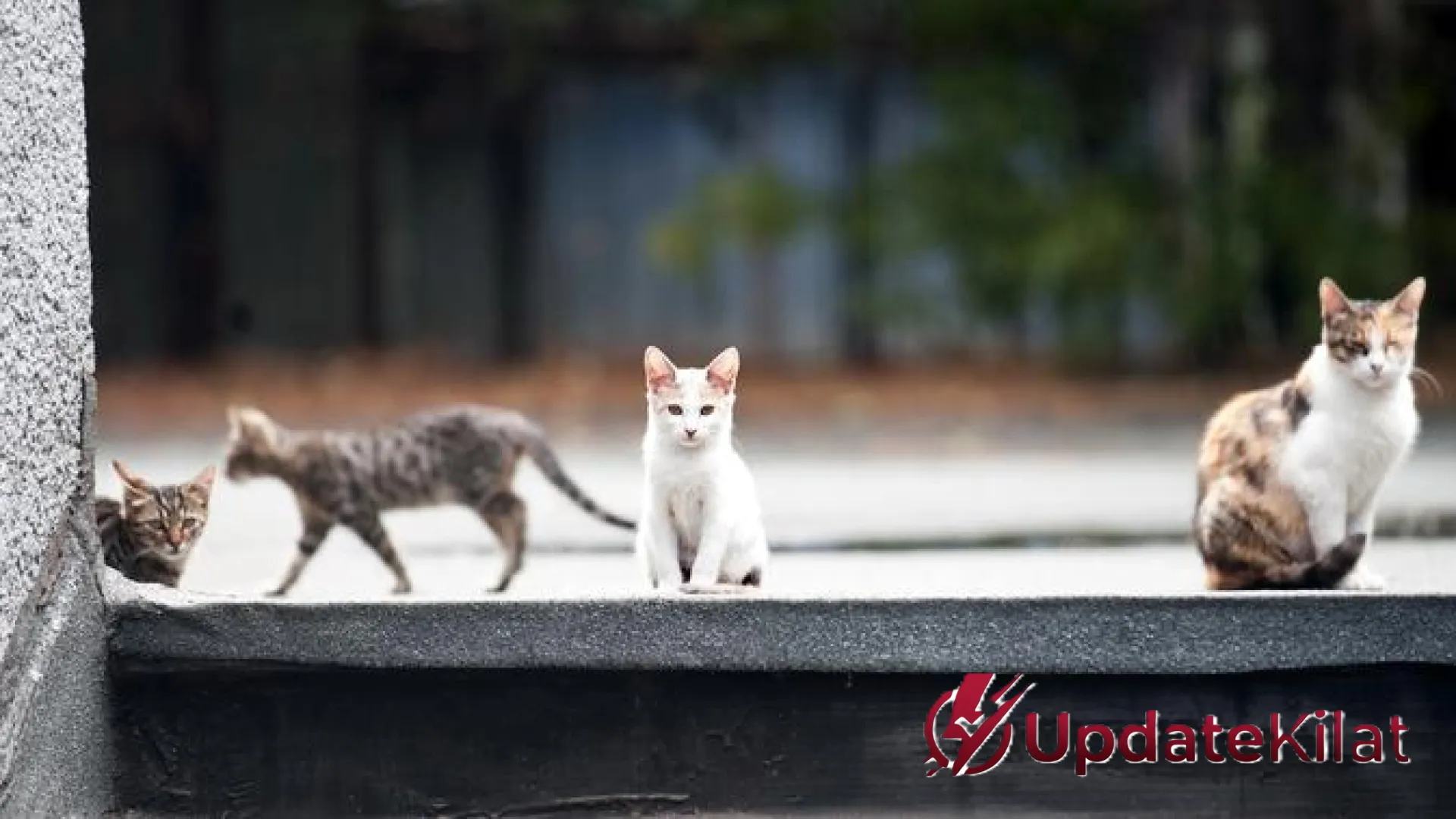 Strategi Jitu Mengusir Bau Pesing: Cara Efektif Mencegah Kucing Liar Pipis di Teras Rumah