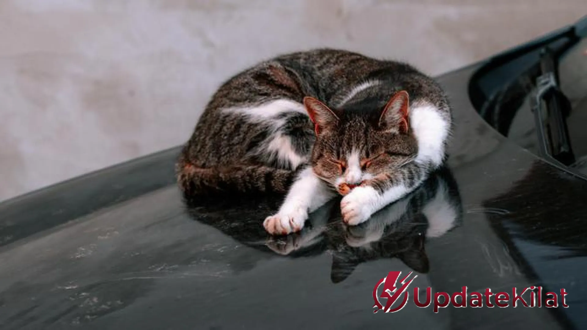 Strategi Jitu Mengusir Kucing dari Atap Mobil: Rahasia Menjaga Kilau Kendaraan Tanpa Melukai Anabul