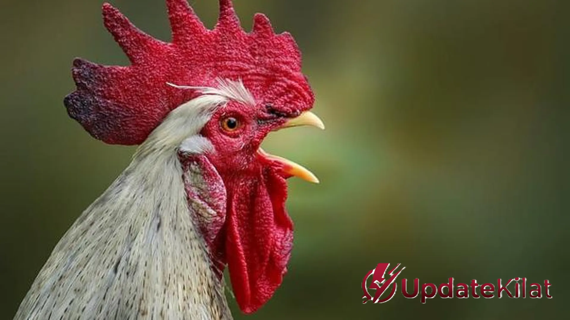 Seni Menghadapi ‘Alarm’ Hidup: Panduan Bijak Mengatasi Ayam Tetangga yang Berisik Tanpa Merusak Silaturahmi