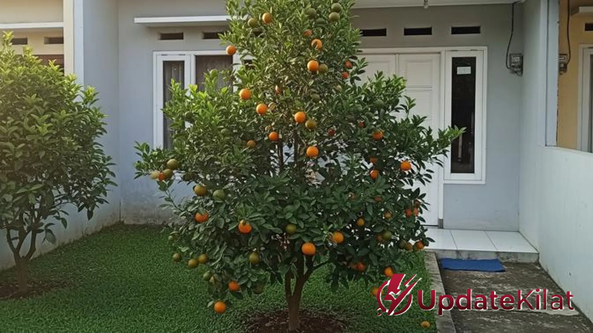 7 Rekomendasi Pohon Mini Estetik: Ubah Sudut Rumah Jadi Oase Hijau Tanpa Perawatan Rumit