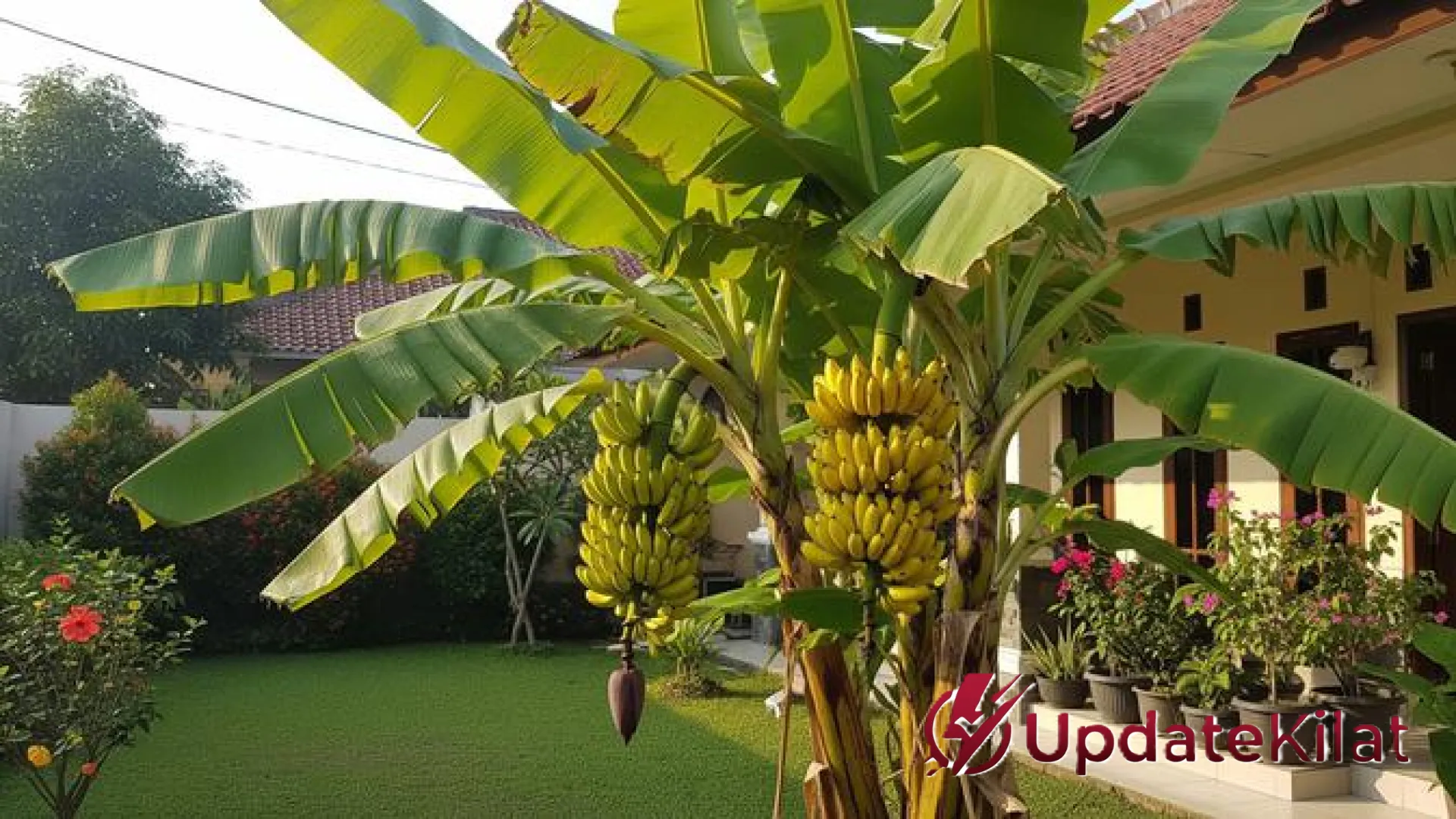 5 Jenis Pohon Pisang Paling Laku dan Menjanjikan: Panduan Lengkap untuk Memulai Bisnis Agribisnis yang Menguntungkan