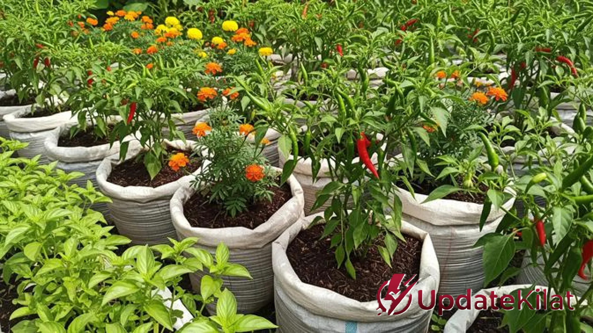 Seni Berkebun di Lahan Sempit: Strategi Desain Kebun Sayur yang Rapi, Estetik, dan Produktif