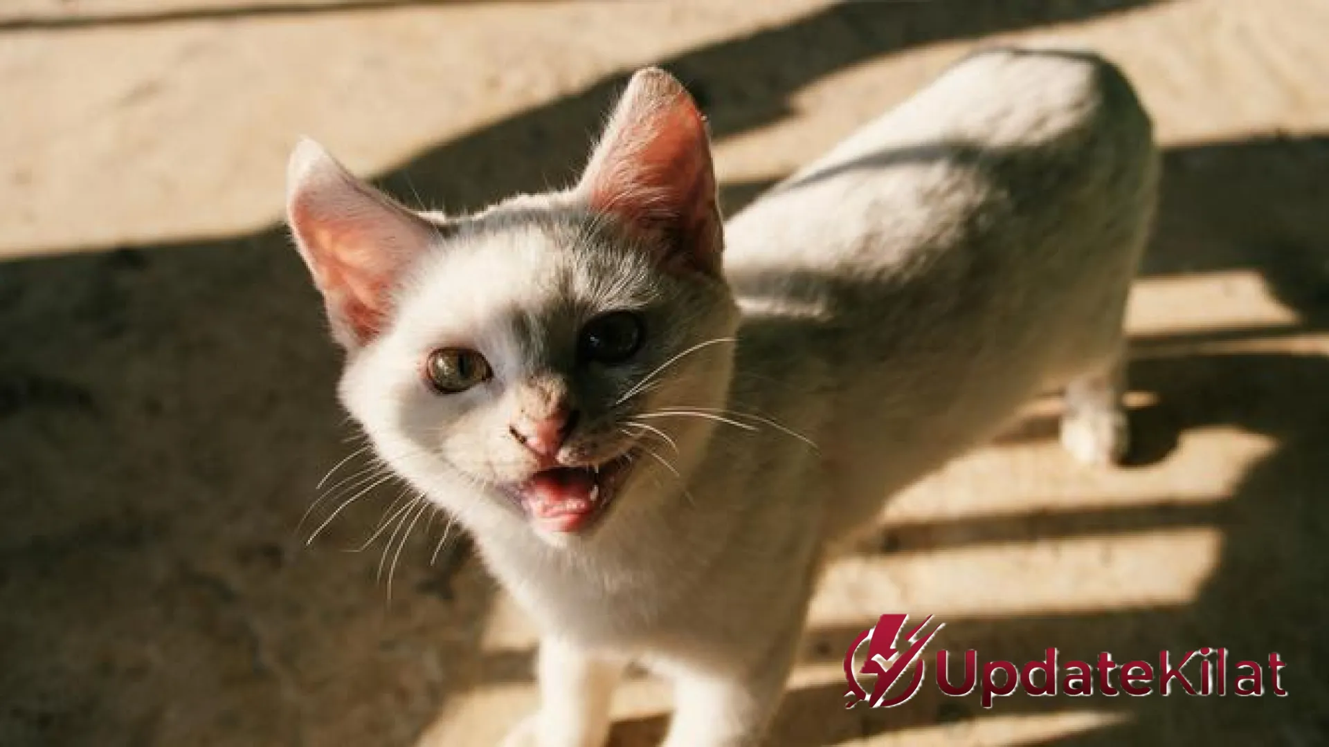 Solusi Praktis Rumah Nyaman: Taktik Jitu Usir Kucing Tetangga dan Rahasia Sukses Berkebun Buah di Lahan Sempit