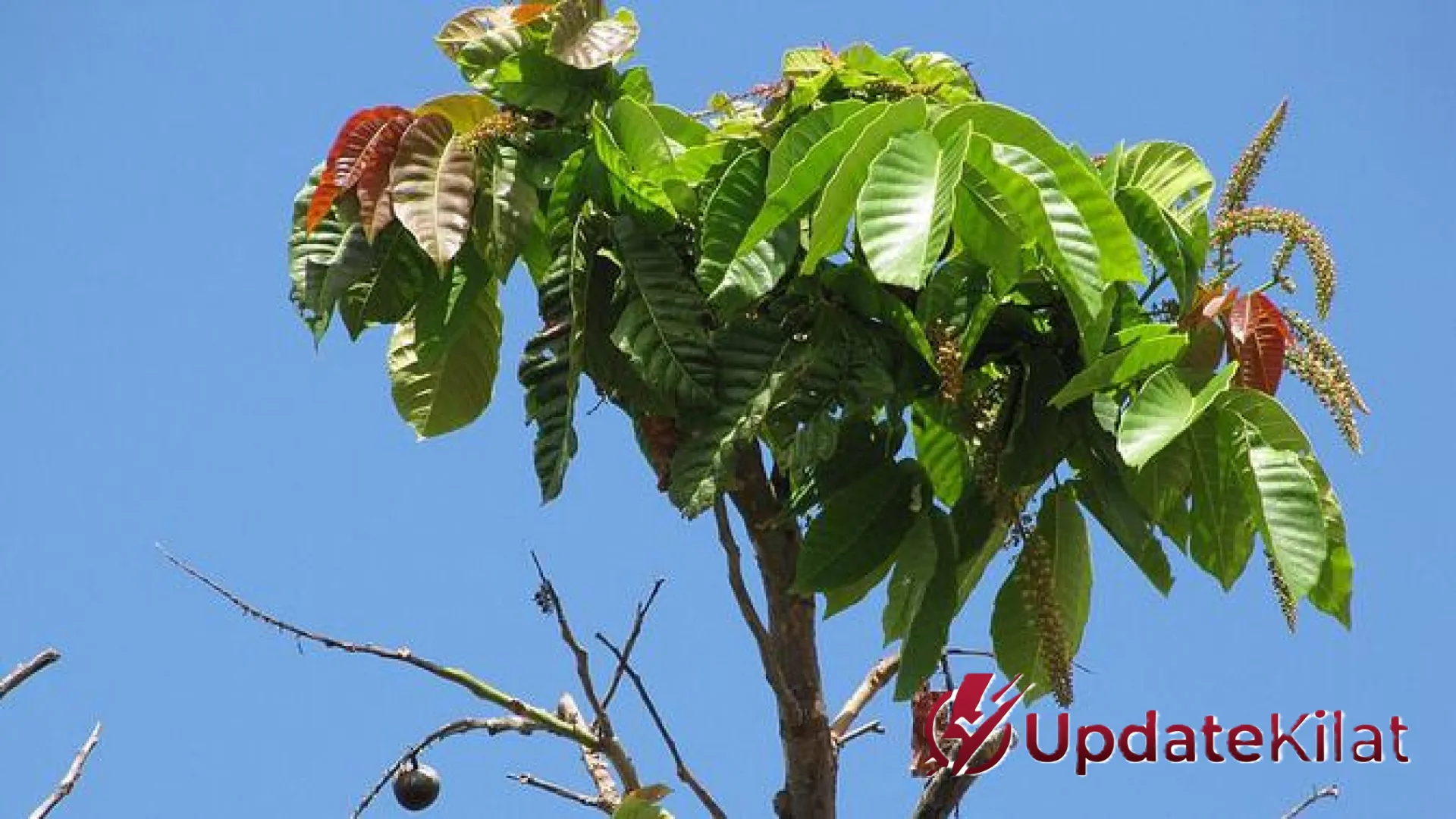 Rahasia Sukses Budidaya Matoa: 9 Trik Jitu Agar Pohon Cepat Berbuah Lebat Bagi Pemula