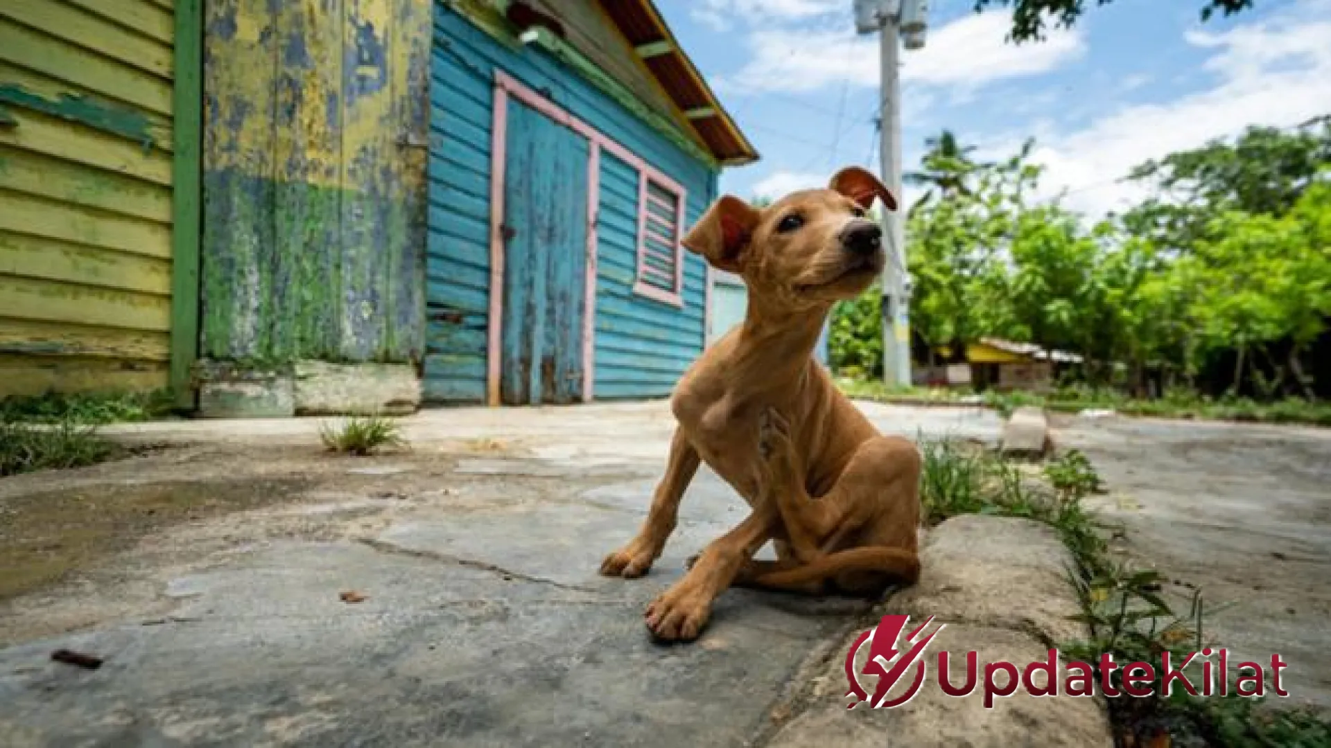 7 Strategi Efektif Mengusir Anjing Tetangga dari Area Rumah: Solusi Humanis dan Permanen