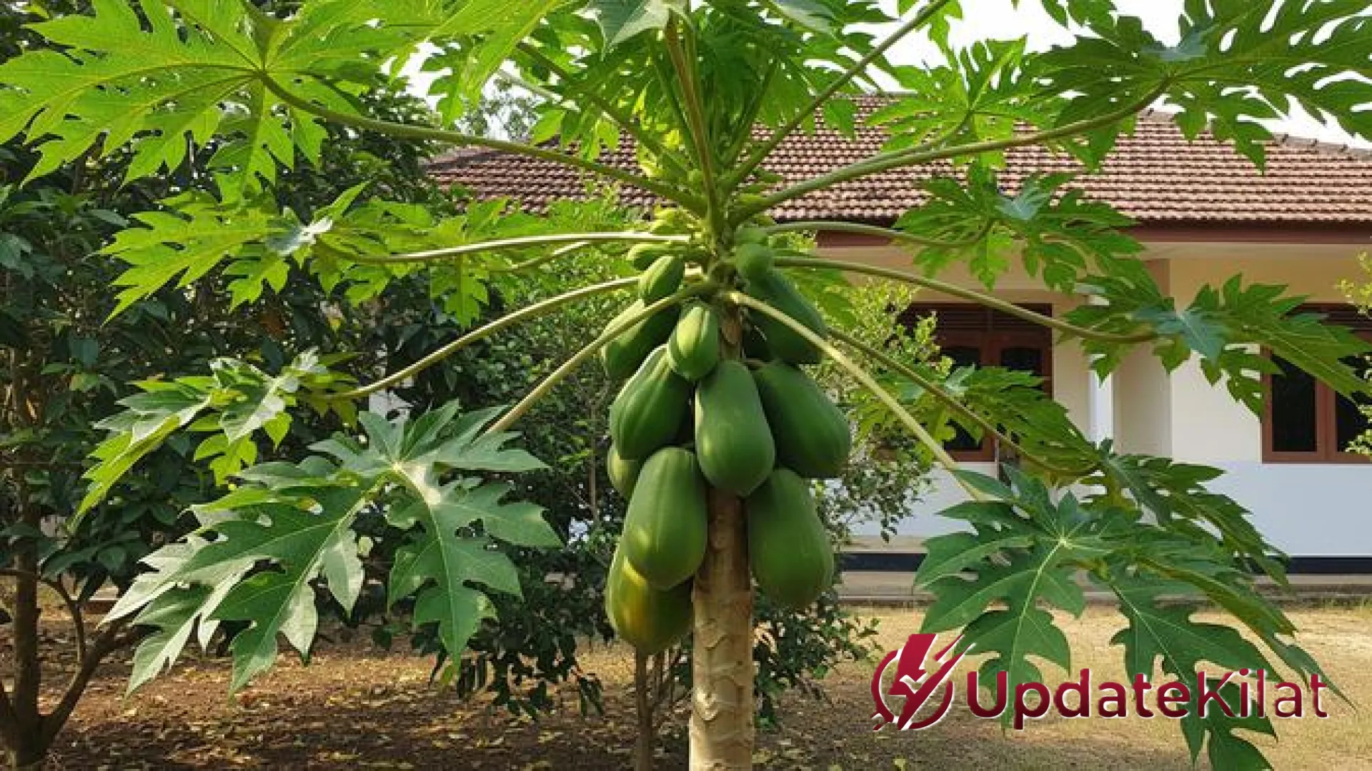 Menggiurkan! Inilah Deretan Jenis Pepaya Bernilai Tinggi yang Jadi ‘Ladang Emas’ Petani Modern