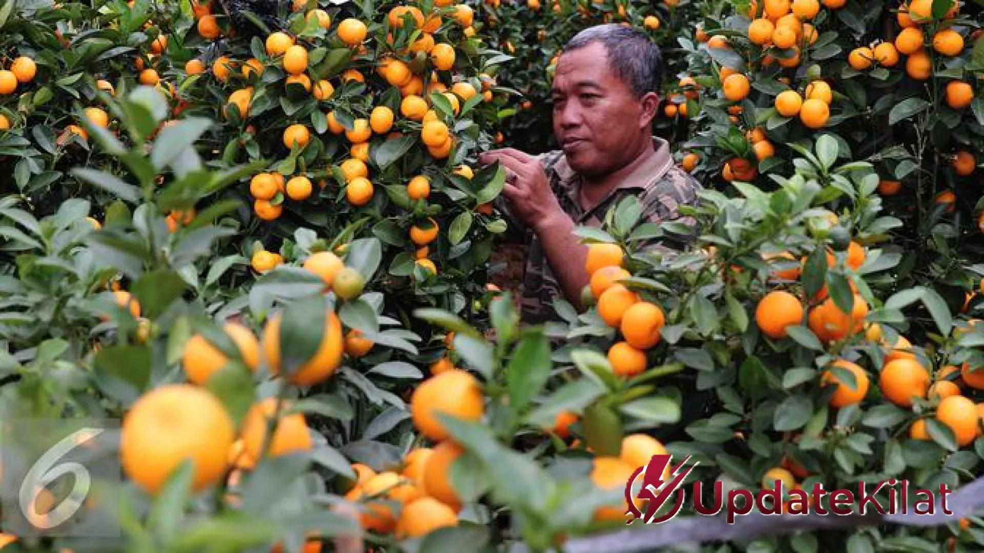 Rahasia Kebun Mini: 7 Jenis Pohon Jeruk Berbuah Kecil yang Paling Produktif untuk Halaman Rumah