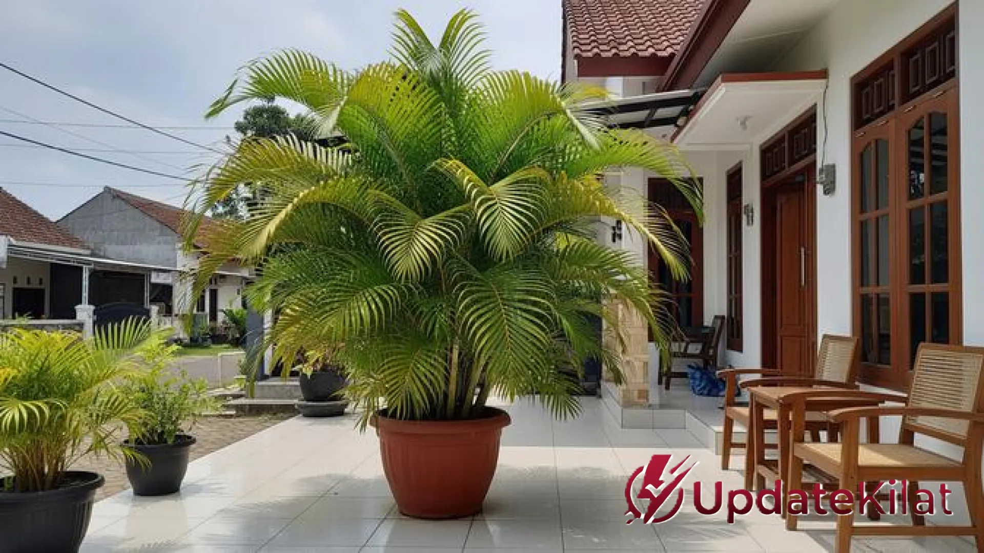 Hijaukan Ruang Sempit: 7 Jenis Pohon Palem Kecil Terbaik yang Estetik dan Minim Perawatan