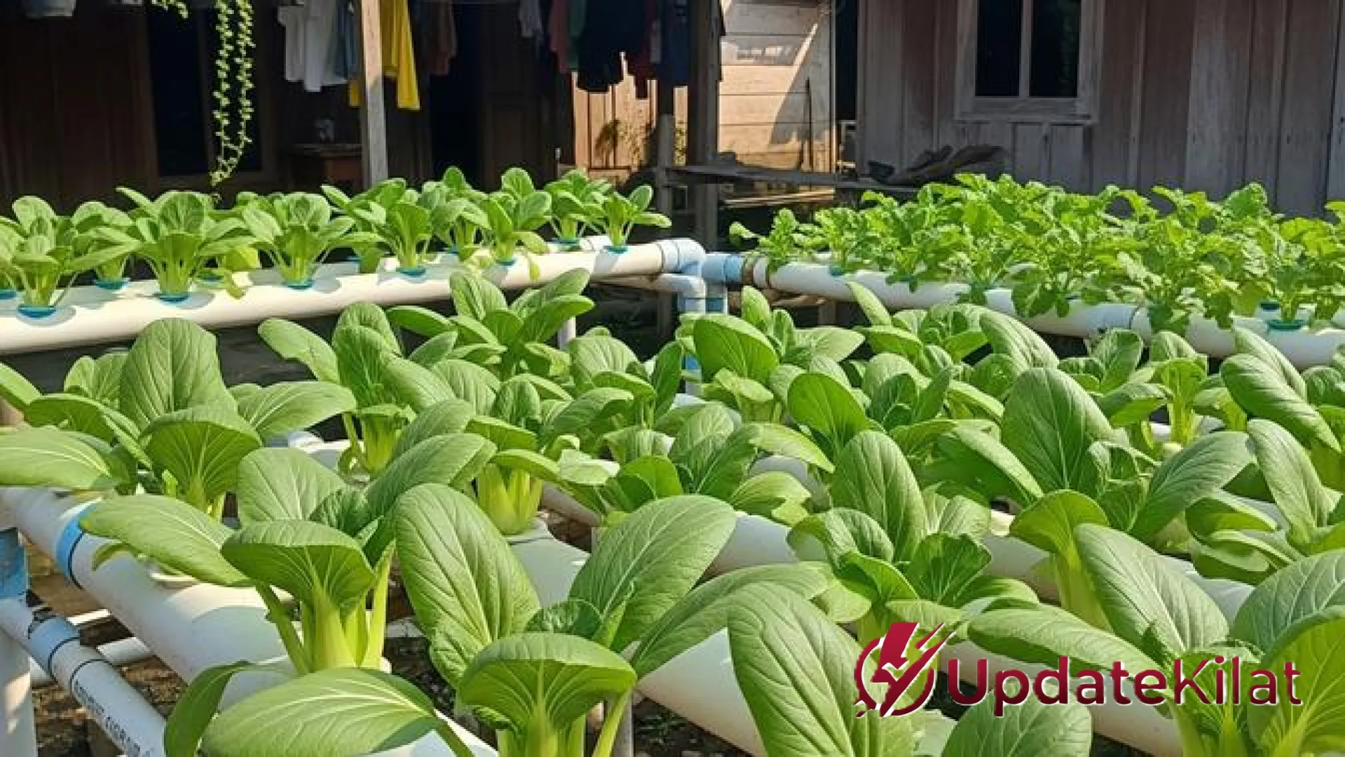 Rahasia Masa Panen Pakcoy: Panduan Lengkap dari Petani Bondowoso Agar Hasil Maksimal dan Segar