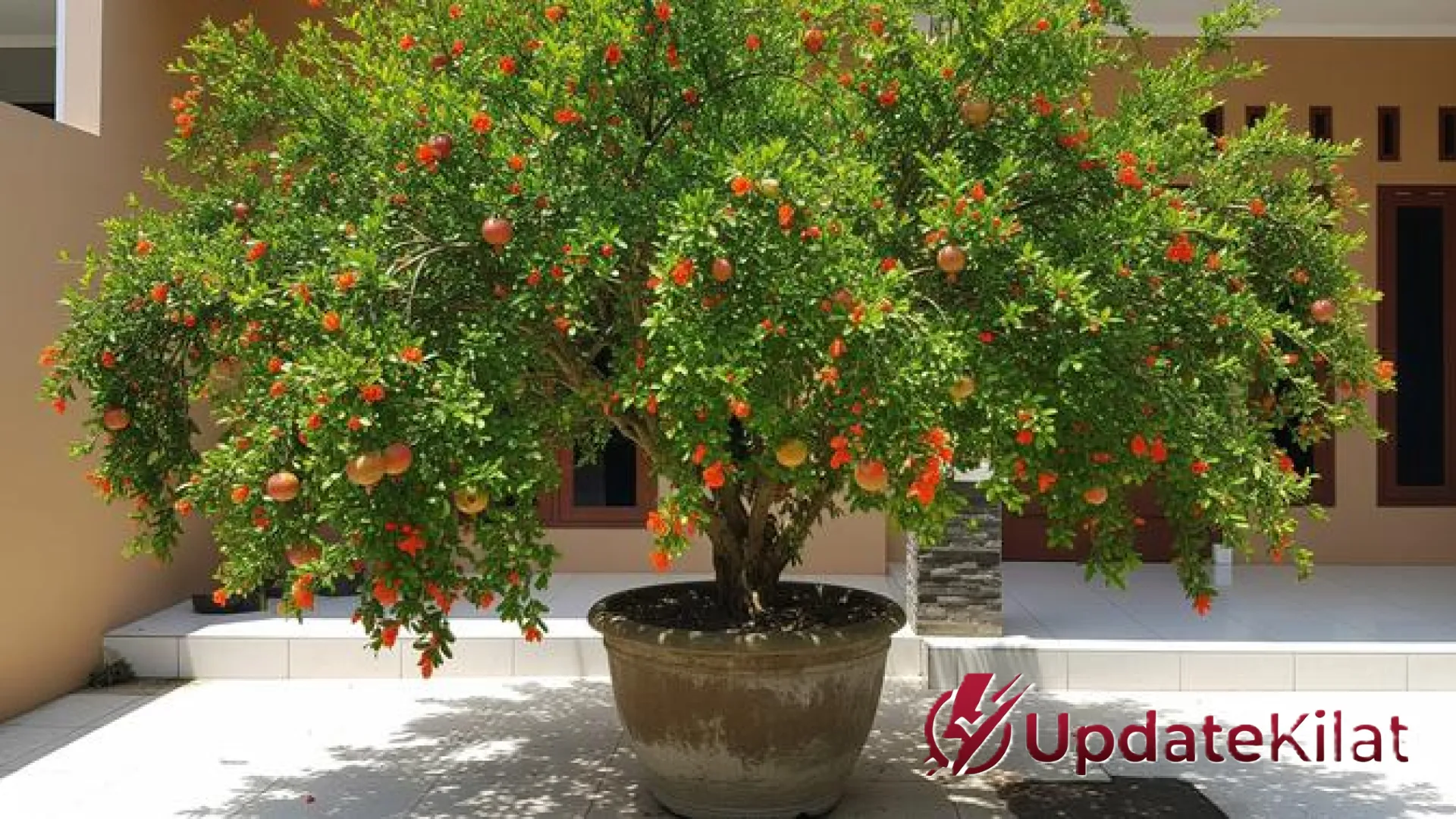 Strategi Cuan di Lahan Sempit: 7 Pohon Buah Mini dengan Nilai Jual Fantastis untuk Investasi Hijau Anda