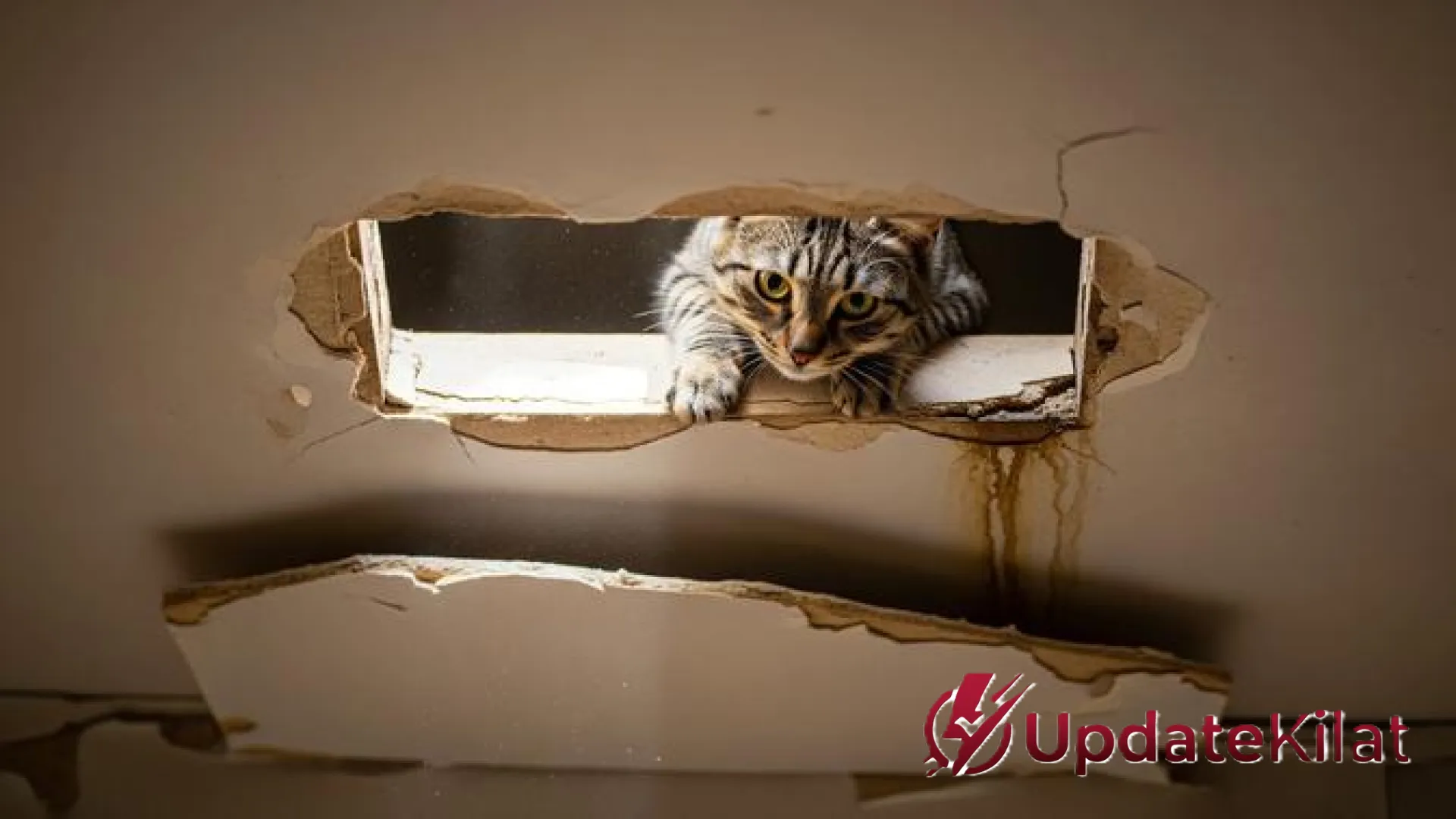 Strategi Ampuh Mencegah Kucing Melahirkan di Plafon Rumah: Panduan Lengkap dan Manusiawi
