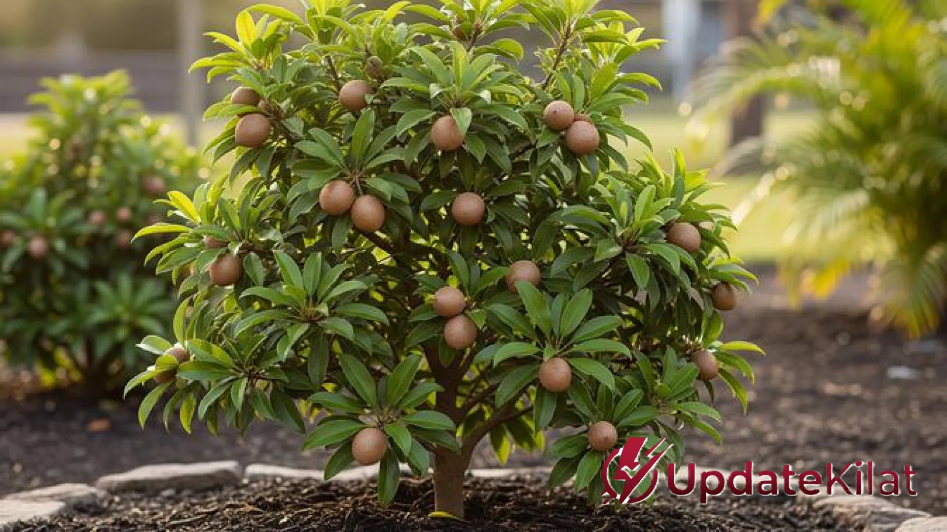 7 Varietas Pohon Sawo Mini Paling Cepat Berbuah: Solusi Kebun Sempit dengan Hasil Melimpah