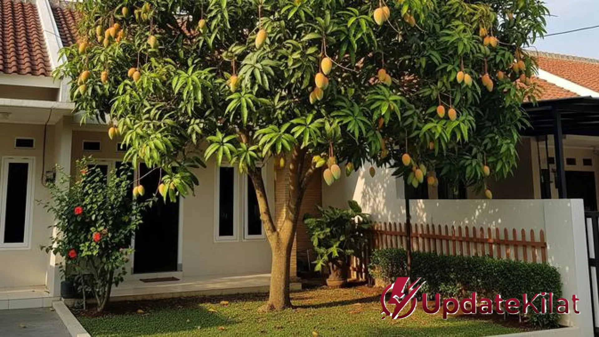 8 Jenis Pohon Buah yang Menawan tapi Merusak Keindahan Halaman Rumah: Panduan Memilih Tanaman yang Tepat
