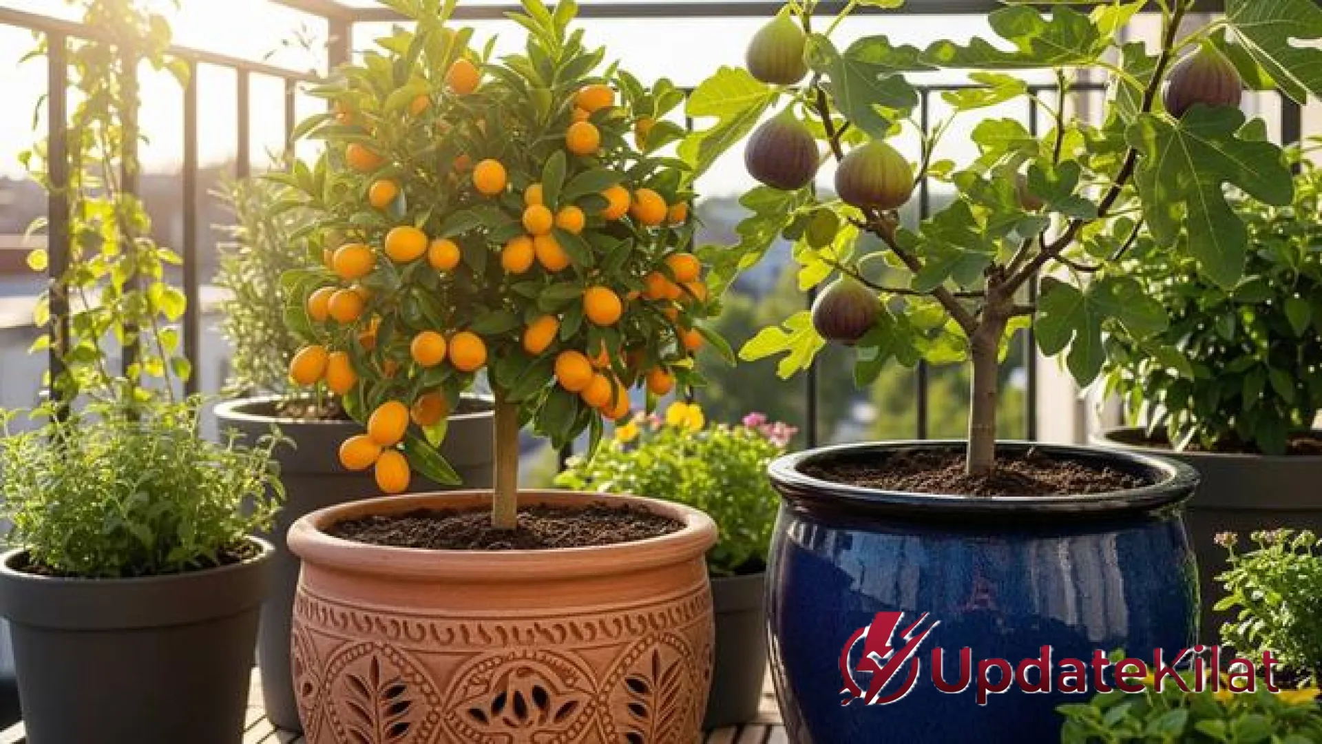 Solusi Lahan Sempit: 12 Jenis Pohon Buah Kerdil yang Tangguh dan Tidak Gampang Mati