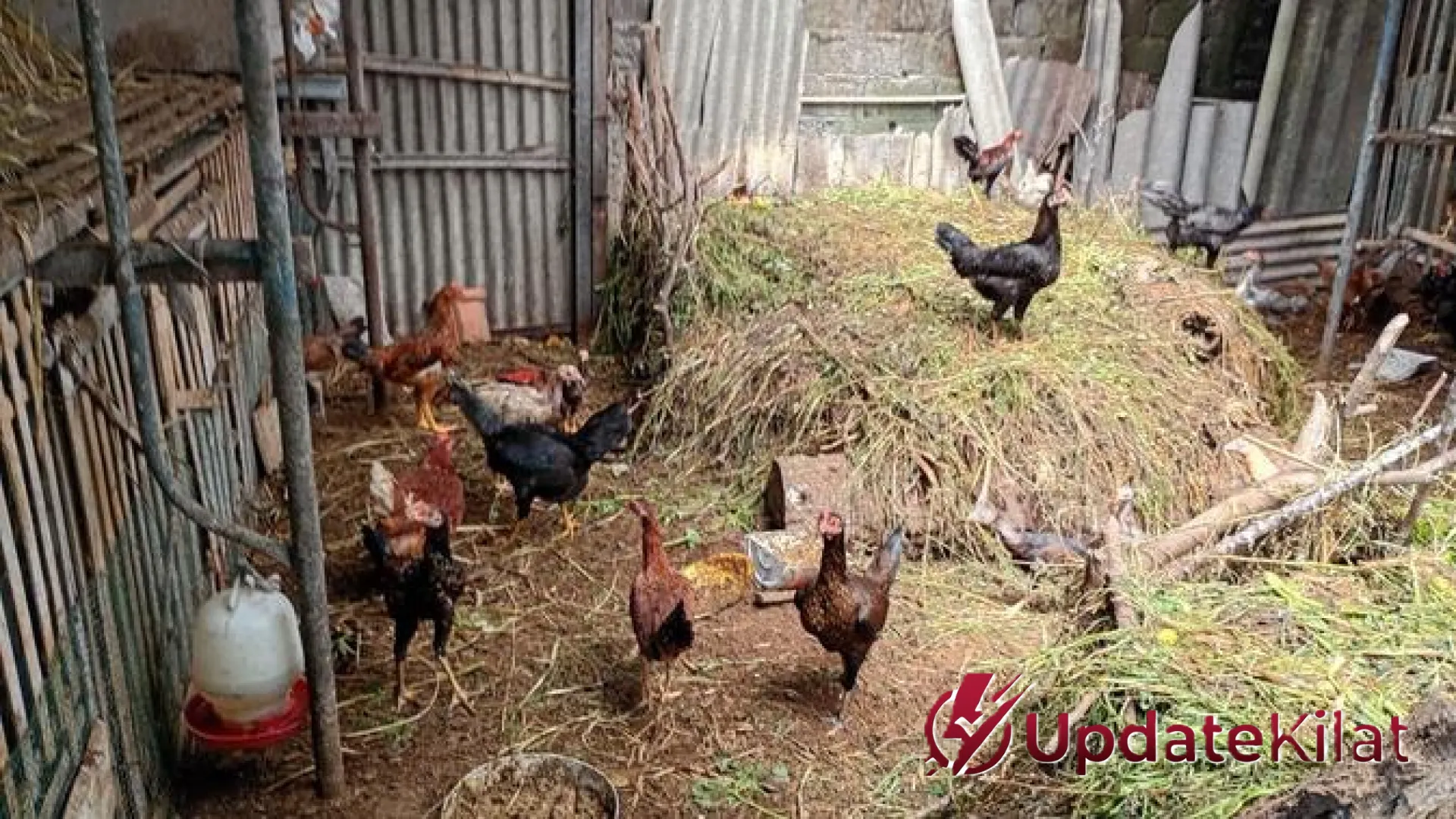 Mengapa Telur dan Daging Ayam Organik Kian Melambung? Bedah Peluang Bisnis di Balik Kandang Gadri