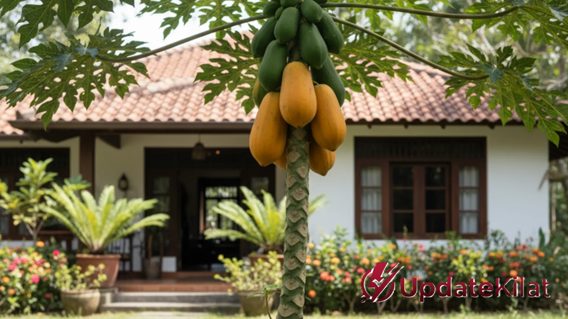 Emas Hijau di Pekarangan: 7 Varietas Pepaya Unggul yang Paling Dicari Pasar dan Mudah Dibudidayakan