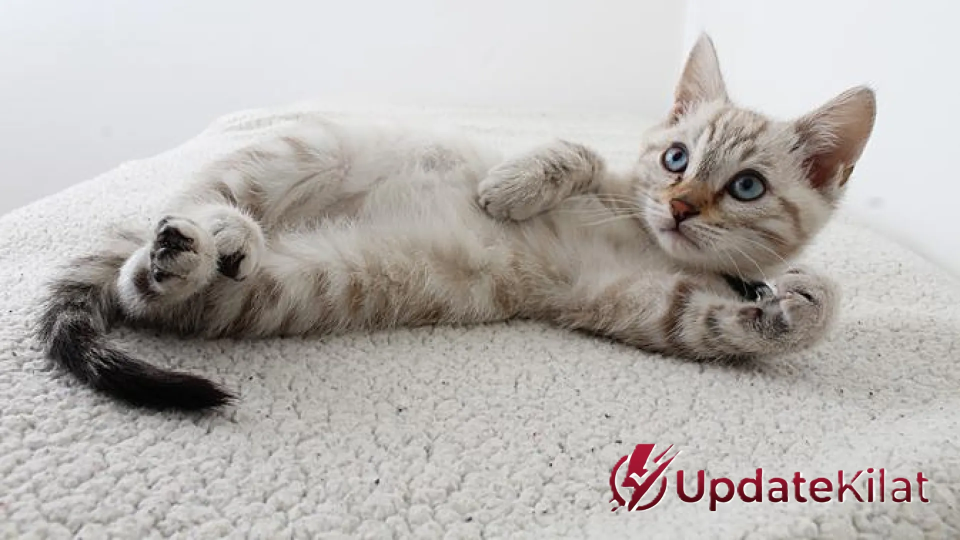 Strategi Ampuh Melatih Kucing Agar Tak Pipis Sembarangan: Panduan Profesional dari UpdateKilat