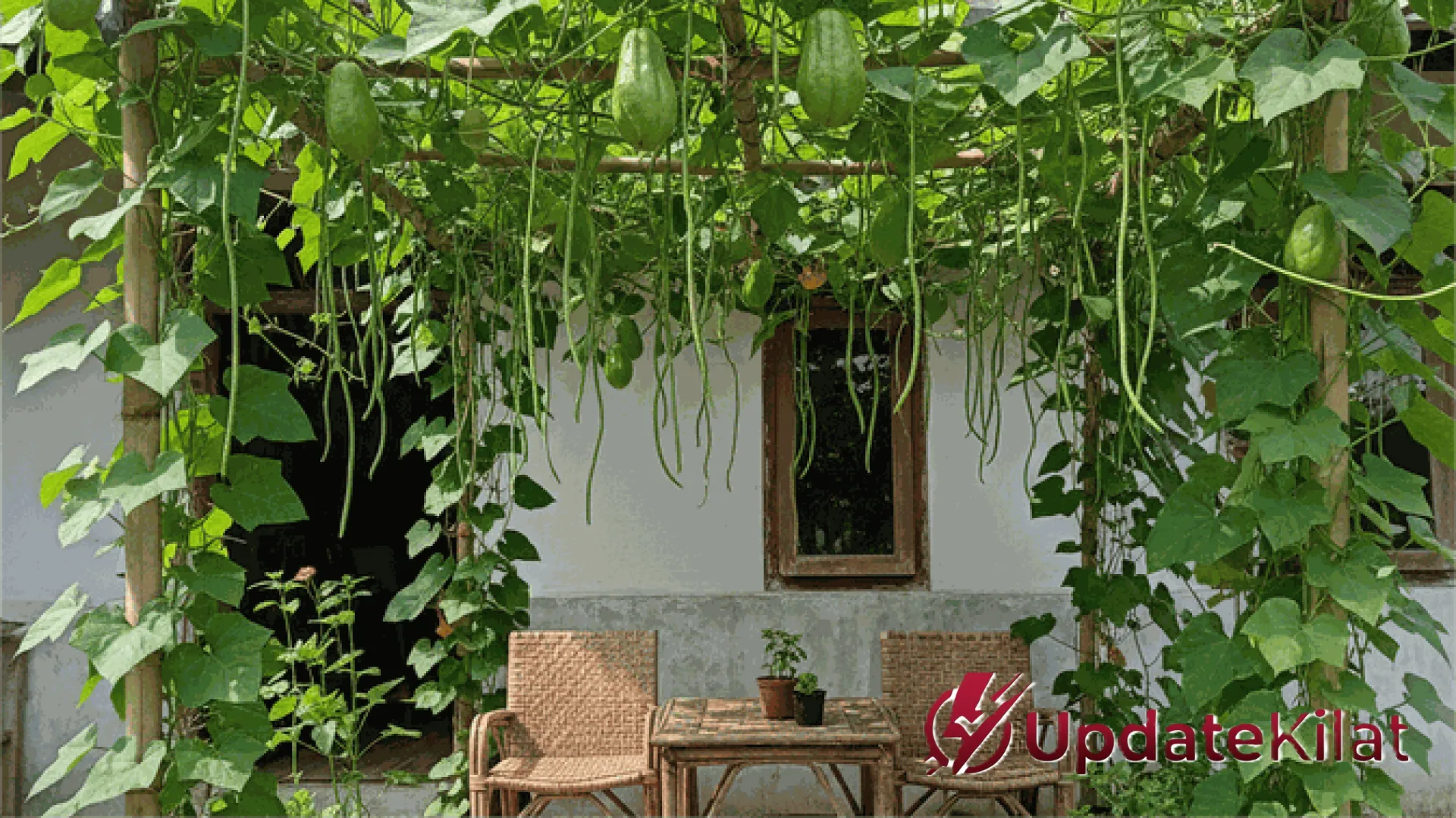 7 Tanaman Sayur Merambat Estetik yang Aman untuk Dinding: Pilihan Cerdas Urban Farming Modern