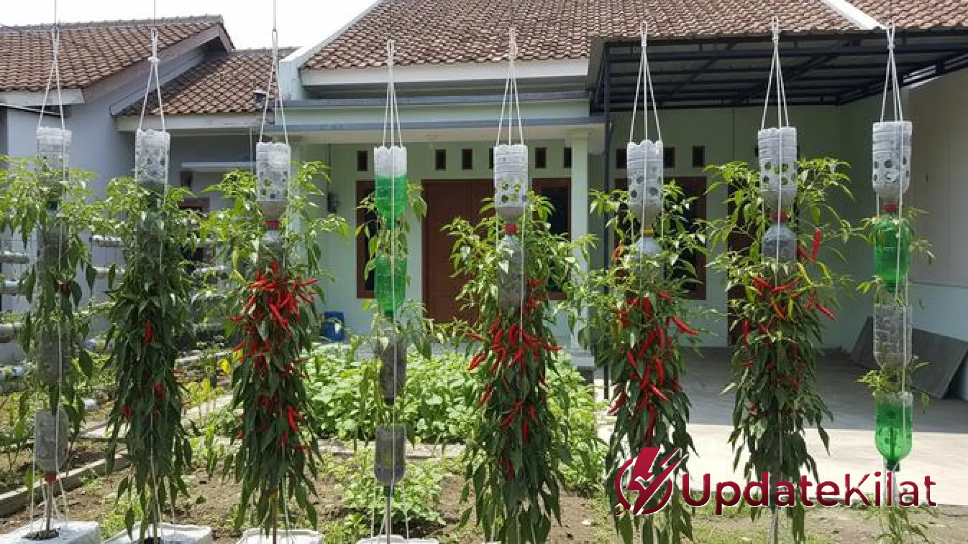 Rahasia Sukses Budidaya Cabai Gantung: 7 Strategi Jitu Hadapi Cuaca Panas Ekstrem
