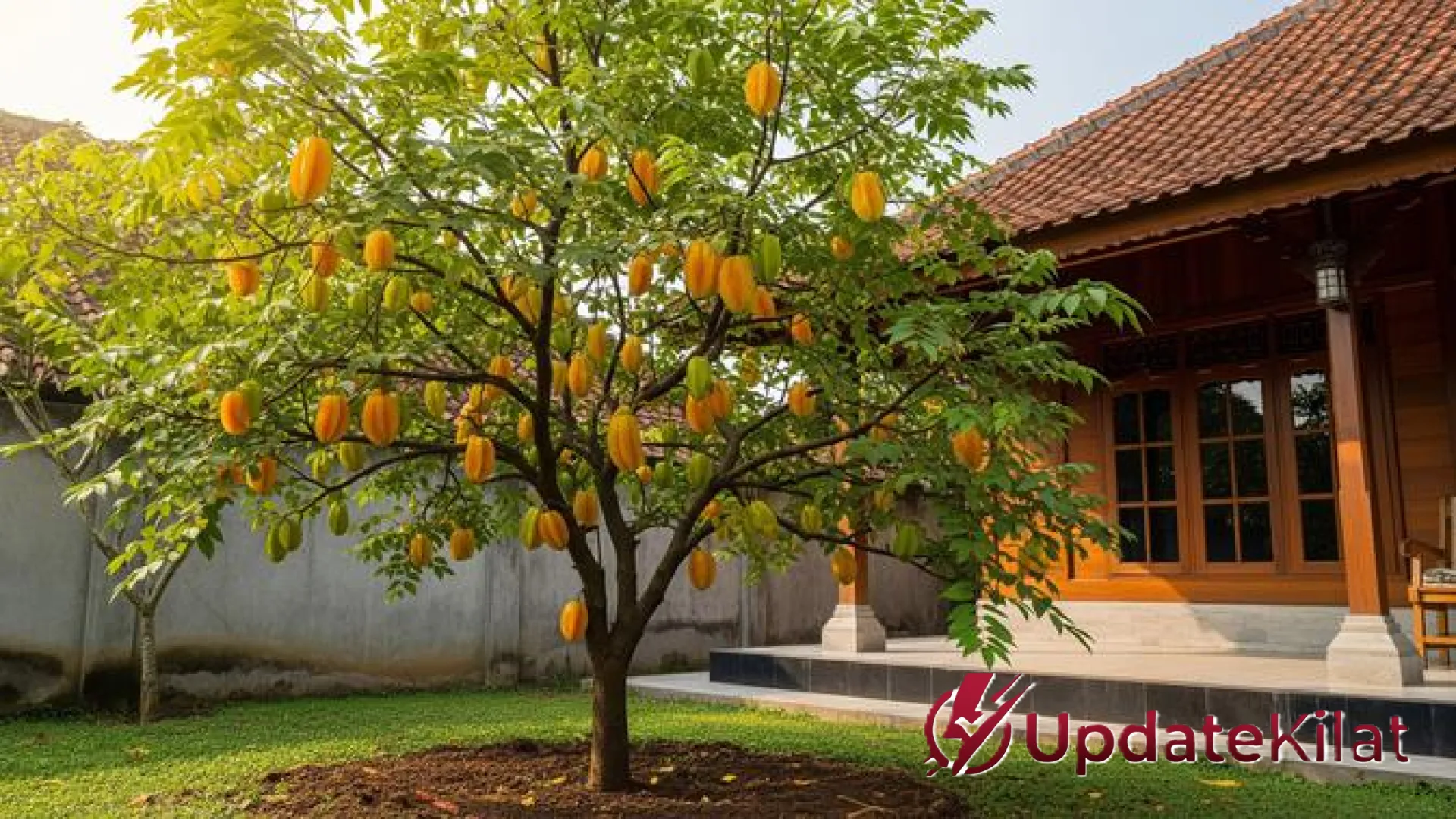Rahasia Kebun Produktif: Strategi Jitu Membuat Pohon Buah Tetap Pendek Namun Berbuah Lebat
