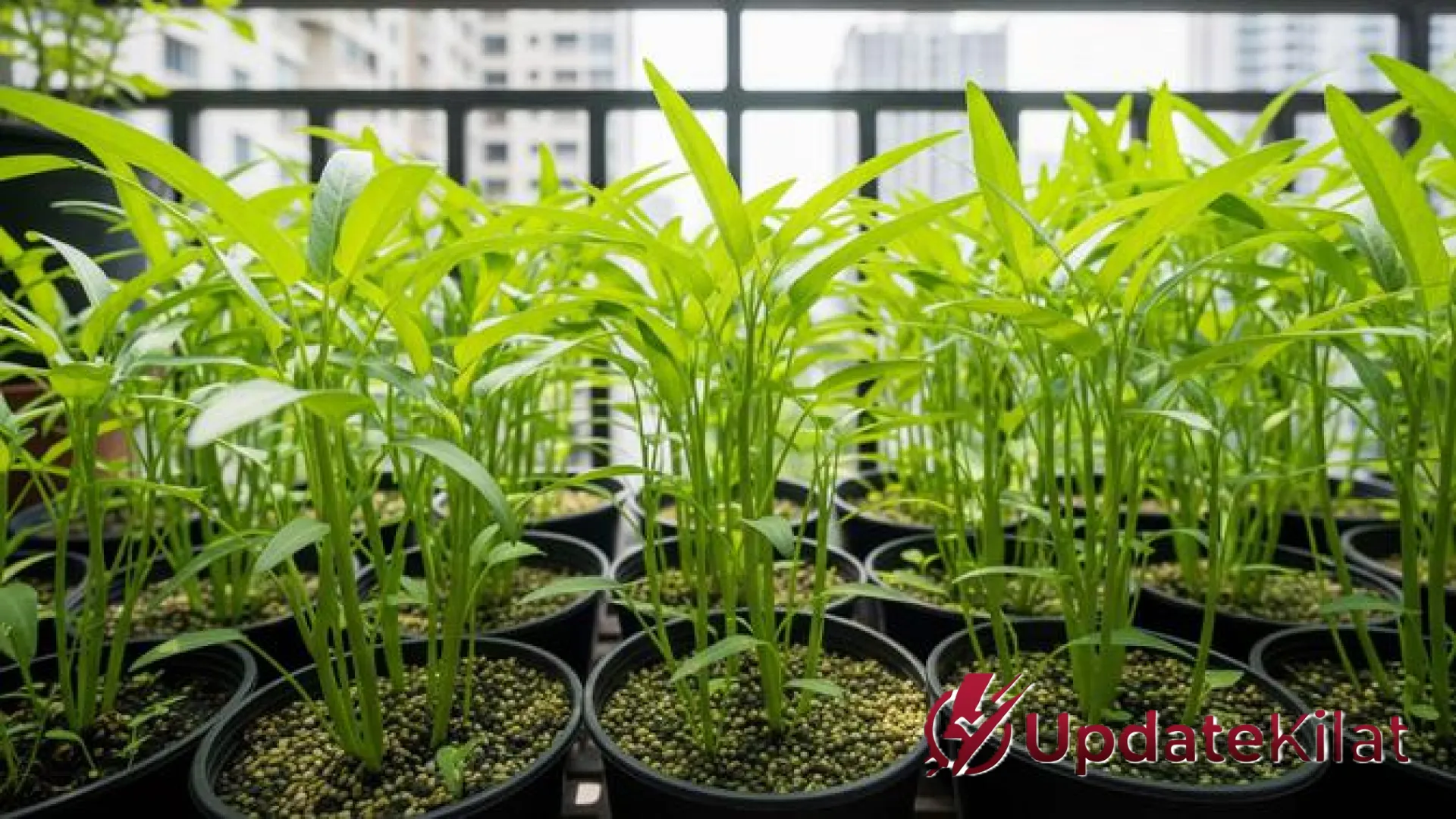Solusi Urban Farming: 7 Tanaman Sayur Hemat Air yang Efisien untuk Lahan Sempit Perkotaan