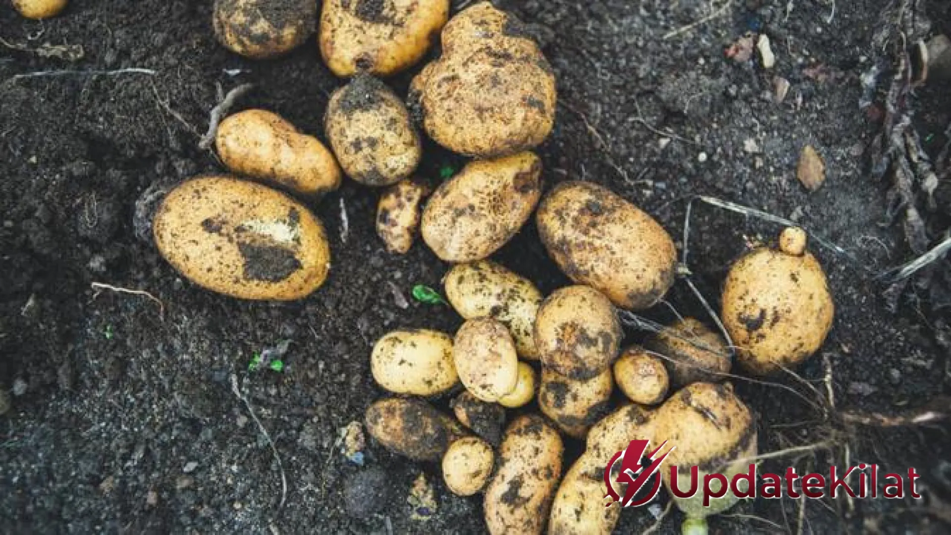 Panduan Lengkap Budidaya Kentang di Rumah: Teknik Rahasia Hasil Panen Melimpah ala Petani Profesional