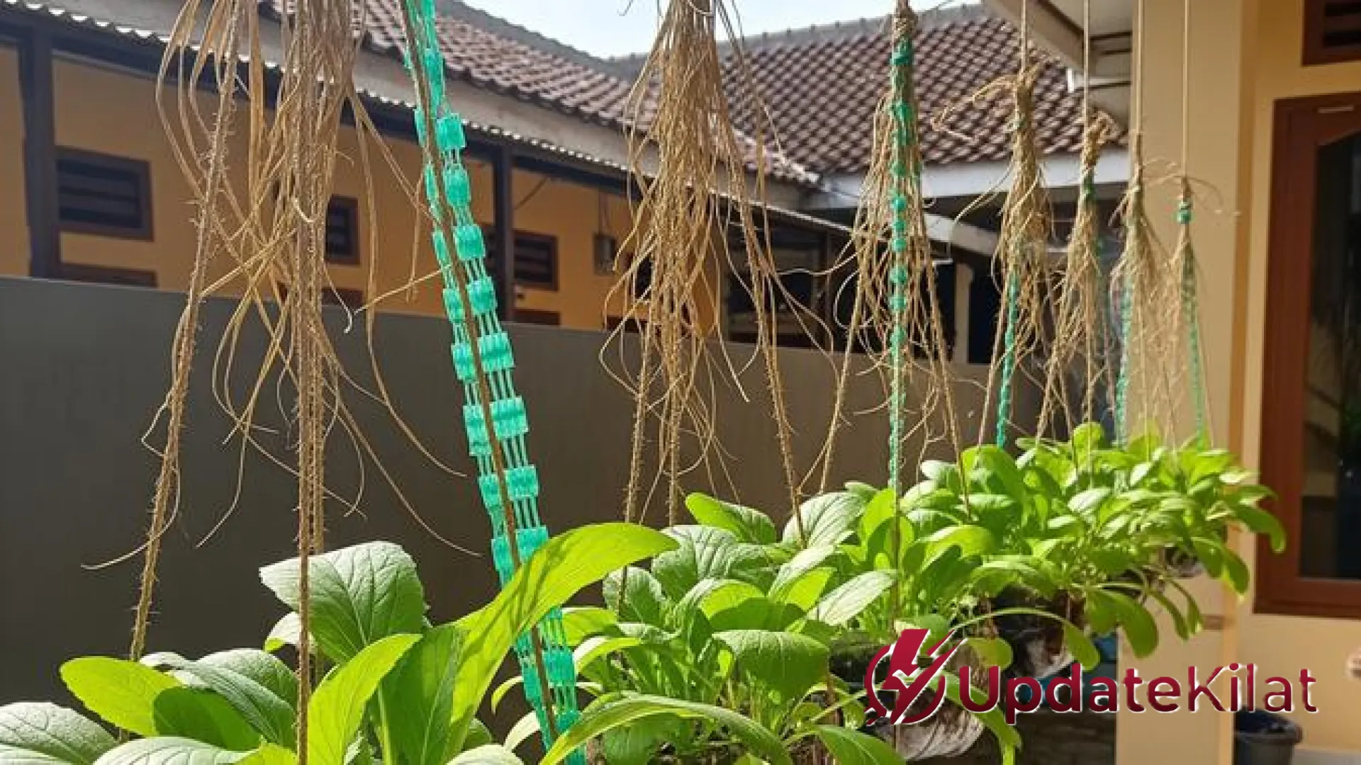 Solusi Cerdas Urban Farming: Cara Membuat Kebun Sawi Gantung dari Tali Rafia di Lahan Terbatas