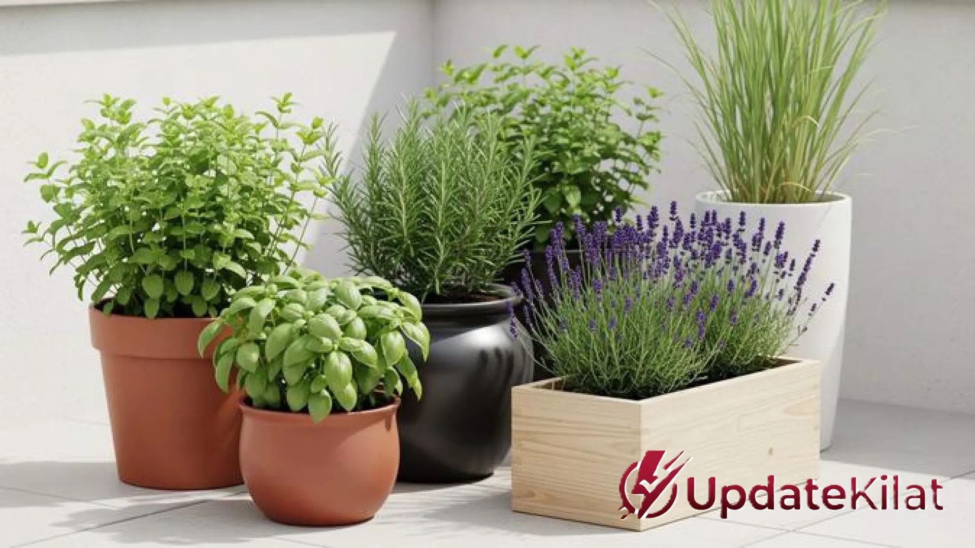 Oase Ketenangan di Sudut Ruangan: 8 Tanaman Aromatik Mini yang Wanginya Ampuh Redakan Stres