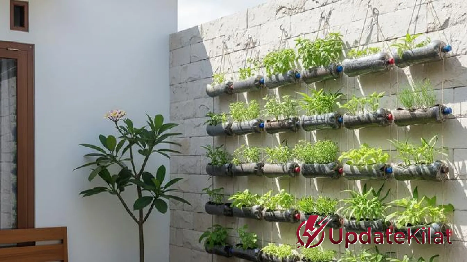 Solusi Hijau di Tengah Terik: 12 Tanaman Sayur Gantung yang Tangguh Menghadapi Cuaca Ekstrem