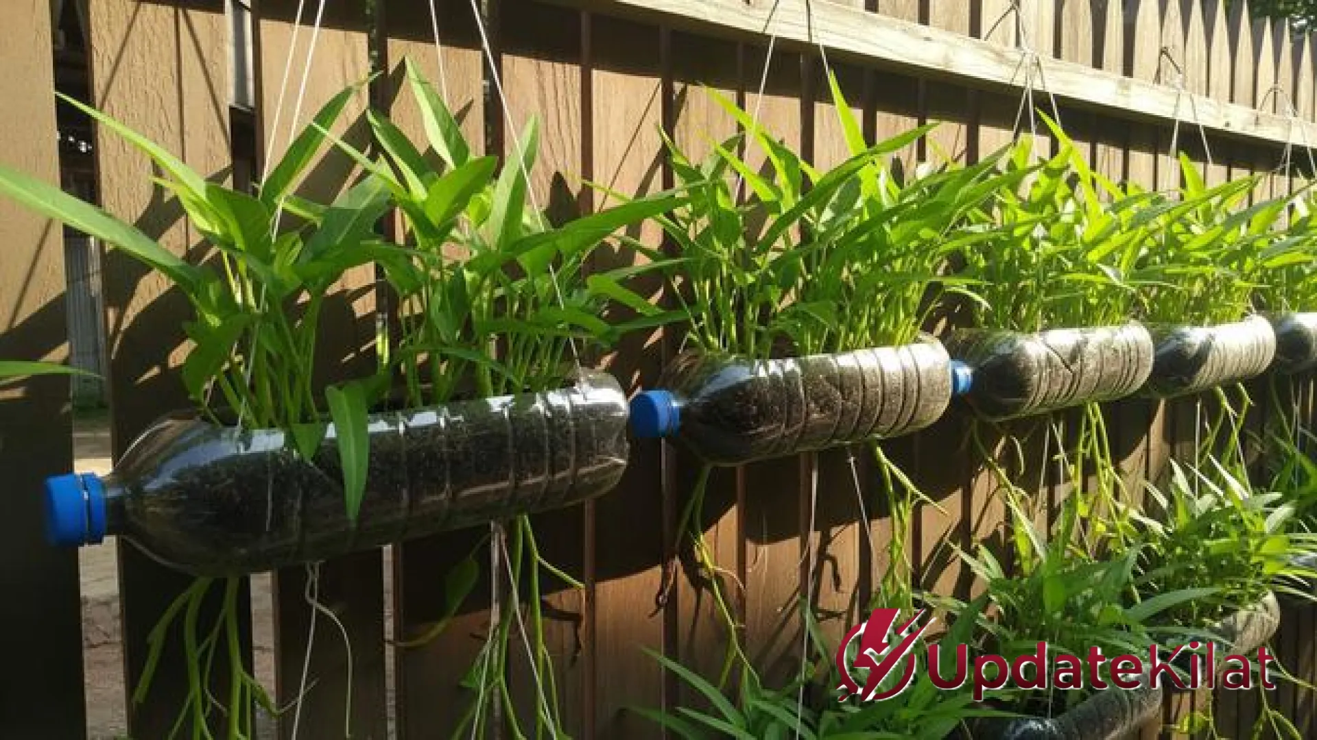 15 Rahasia Menanam Kangkung Gantung Botol Bekas: Panen Kilat dan Hemat Lahan