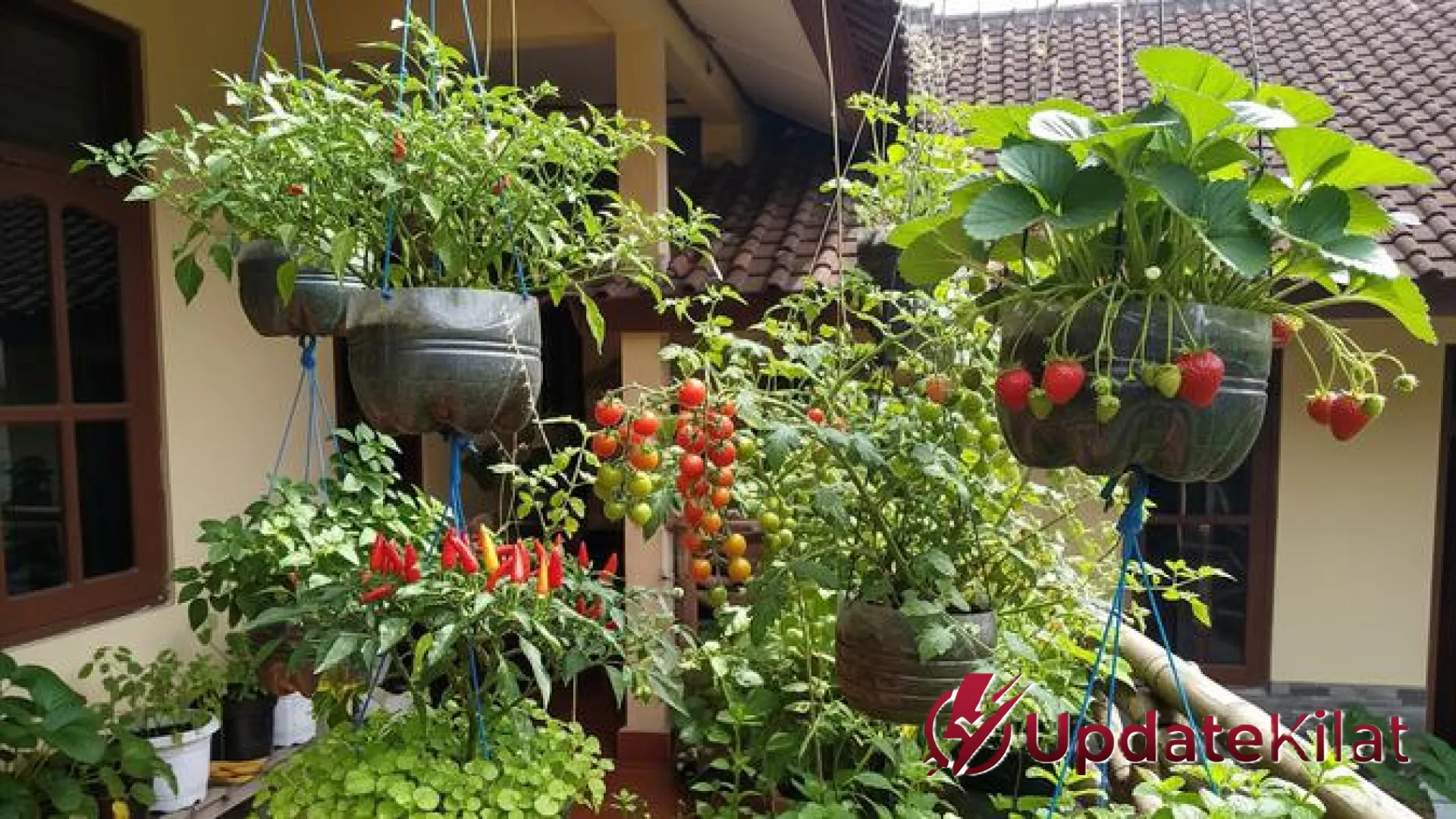 Sulap Rumah Jadi Oase Tropis: 5 Ide Kebun Gantung Sederhana yang Estetik dan Menyejukkan