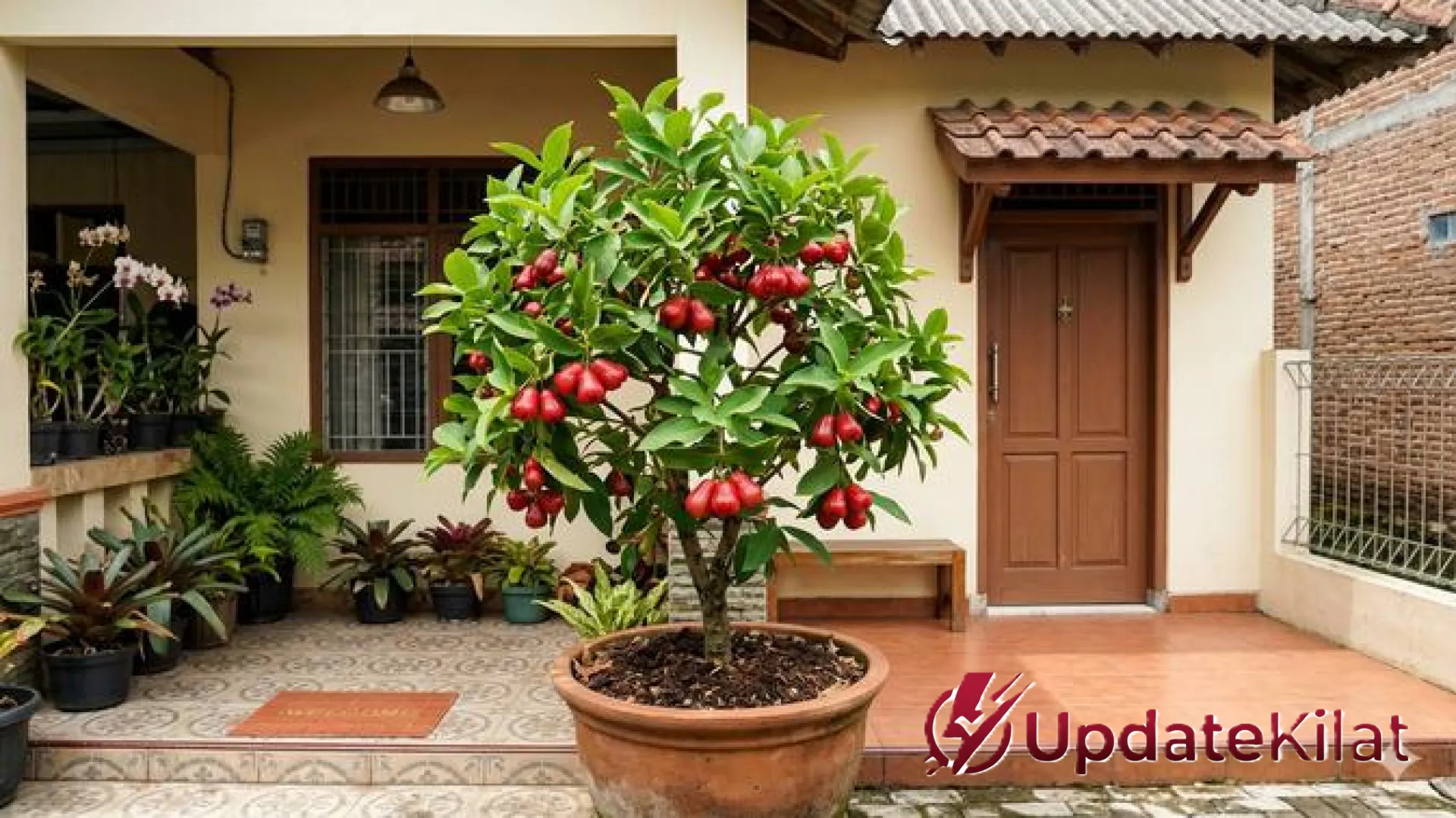 7 Rekomendasi Pohon Jambu Terbaik untuk Tabulampot: Akar Jinak dan Cepat Berbuah