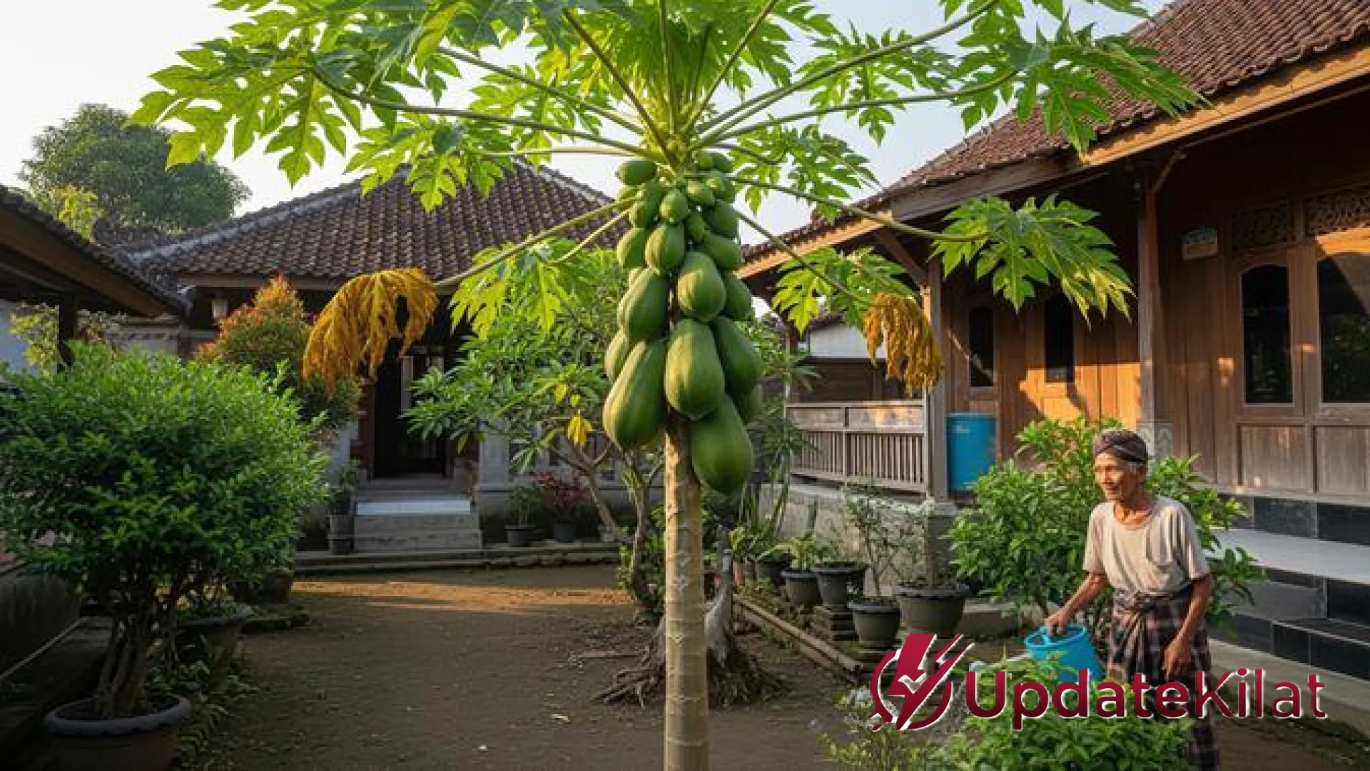 13 Pilihan Pohon Buah Paling Aman untuk Hunian Lansia: Menghadirkan Kesegaran dan Terapi Alami di Halaman Rumah