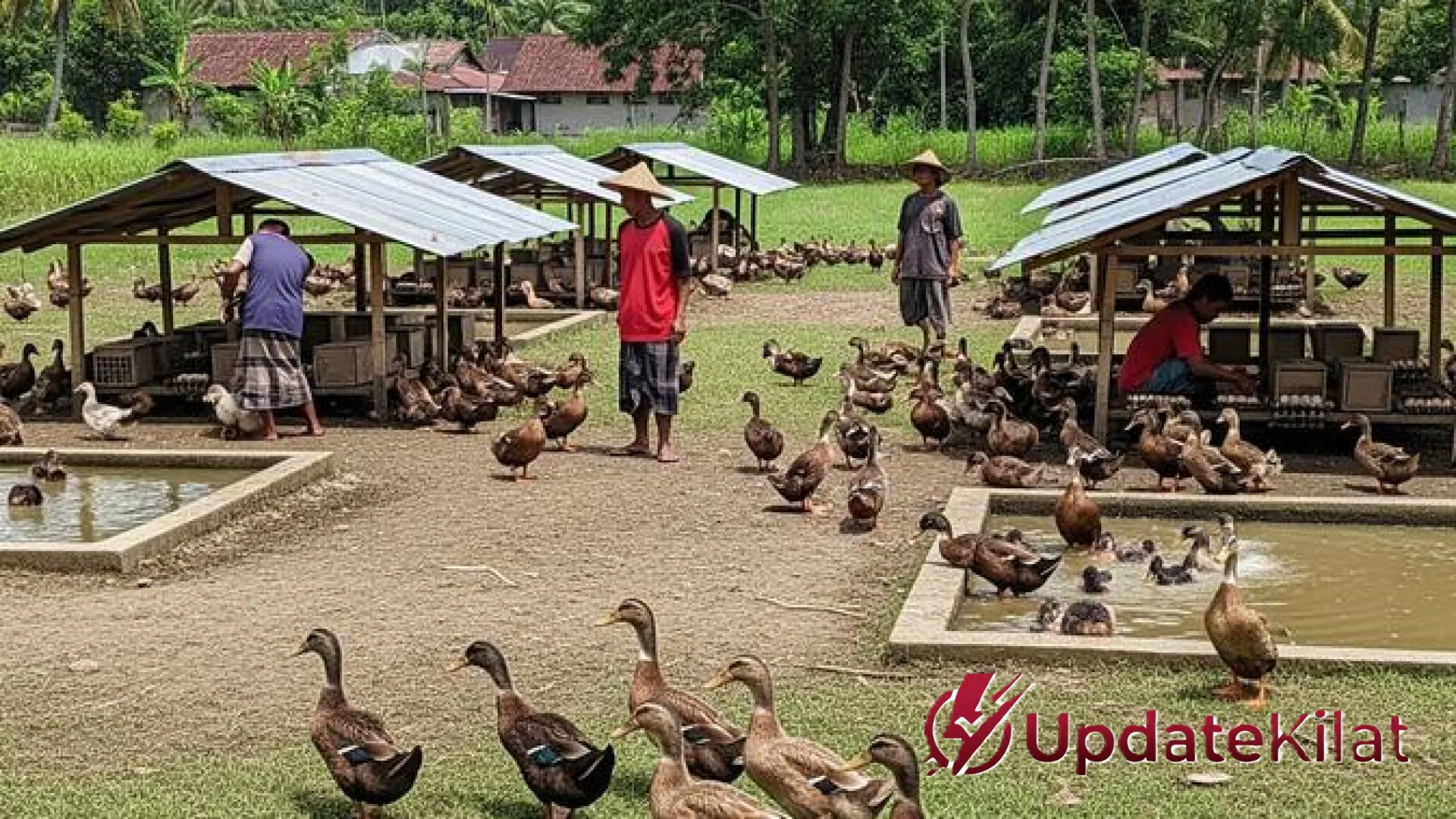 12 Peluang Bisnis Ternak Paling Menjanjikan 2026: Modal Minim dengan Potensi Cuan Melimpah bagi Pemula