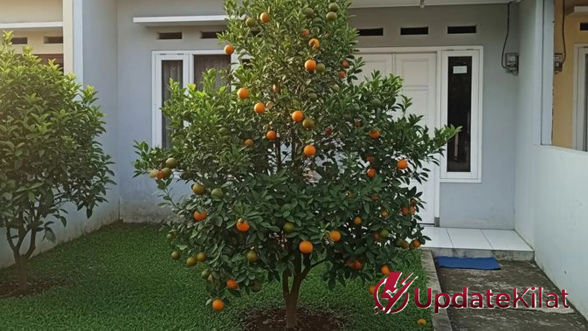 Solusi Hijau Lahan Sempit: 6 Pohon Buah Mini dengan Akar Aman yang Tak Merusak Pipa dan Fondasi Rumah