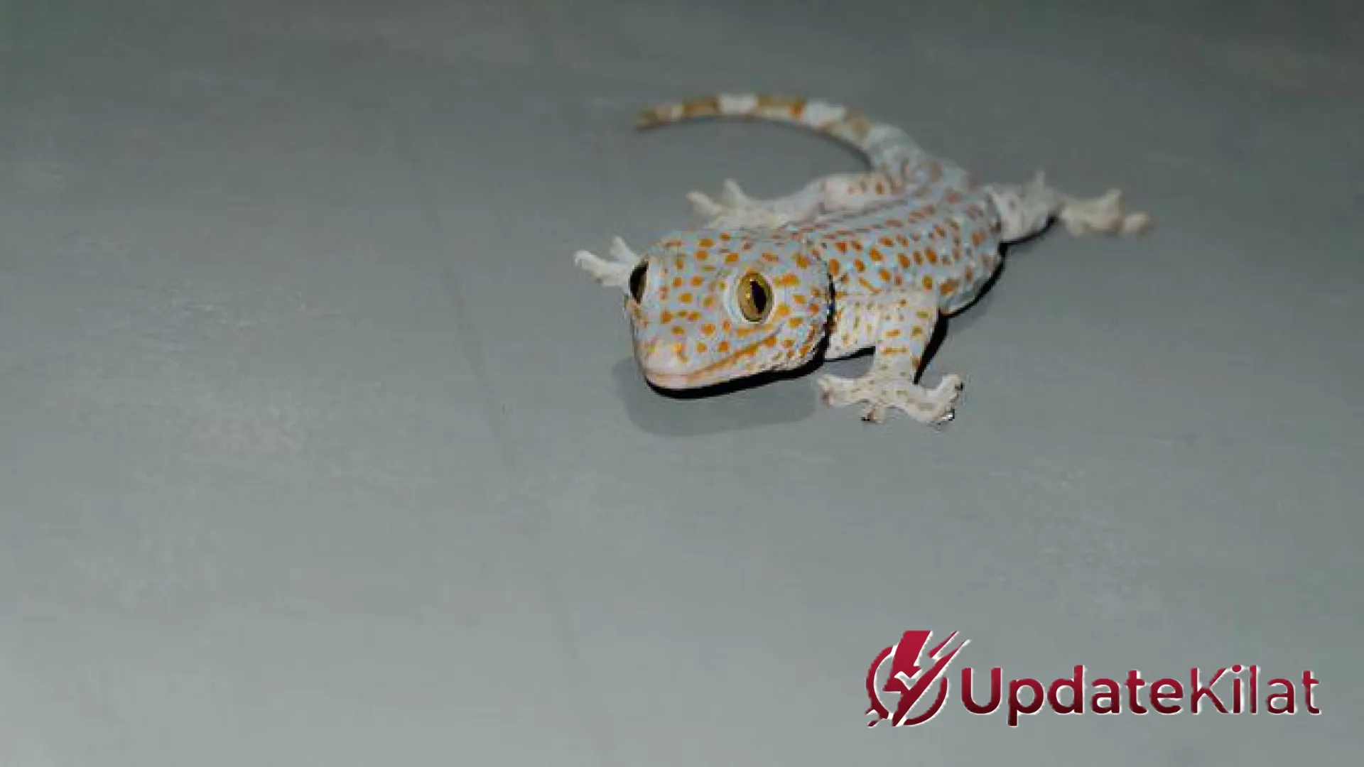 10 Cara Mengusir Tokek dari Rumah Paling Ampuh: Trik Alami Tanpa Menyakiti