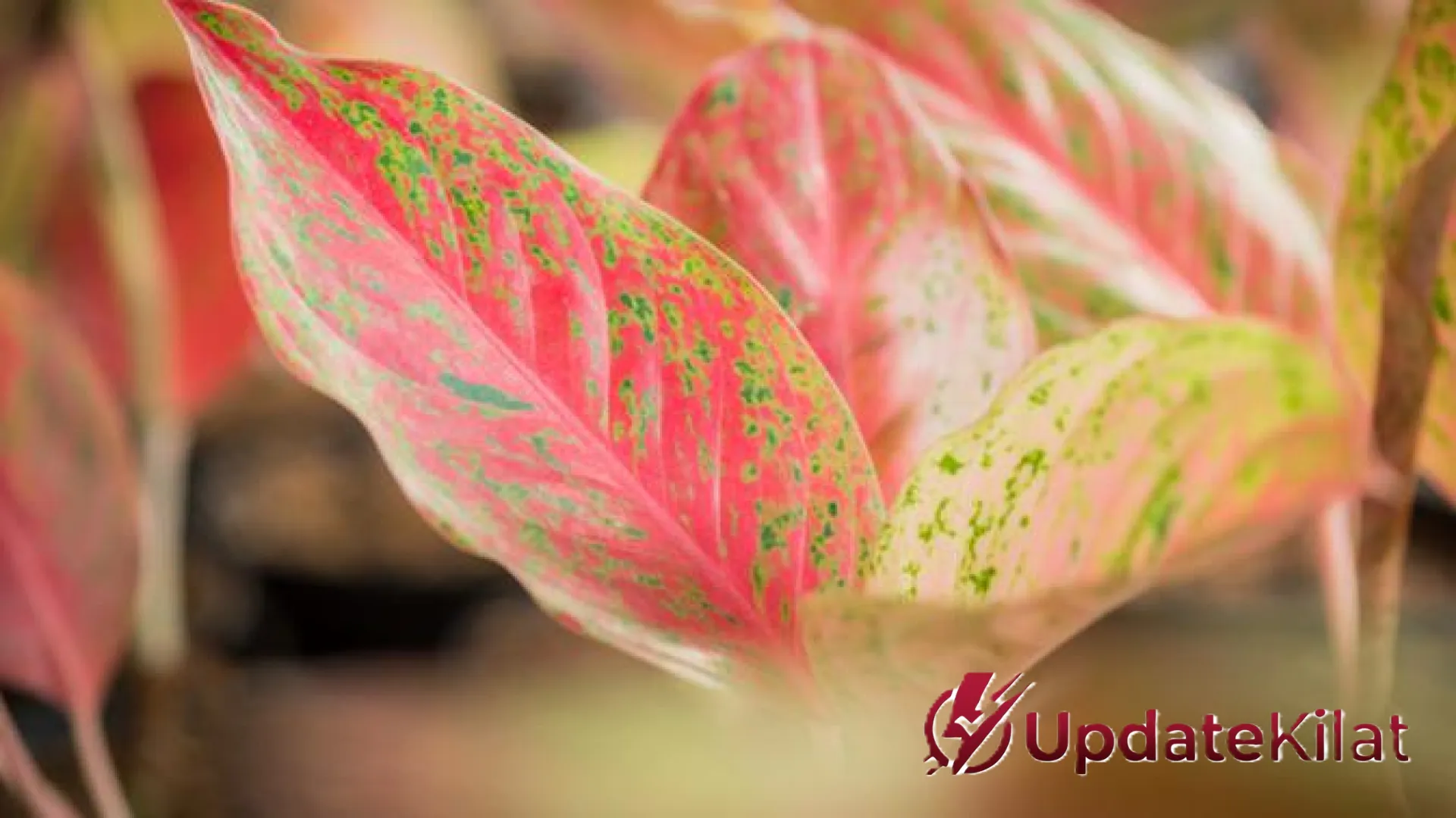 Rahasia Aglonema Tetap Glowing di Teras Panas: 7 Trik Jitu Perawatan Agar Daun Tak Cepat Gosong