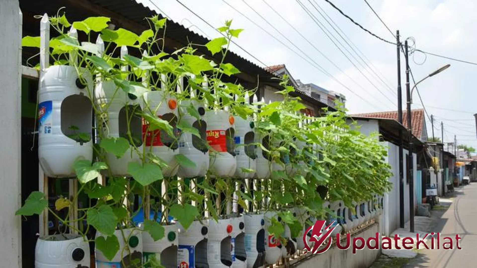 Ubah Halaman Sempit Jadi Kebun Produktif: 5 Inspirasi Kebun Timun Vertikal dari Galon Bekas yang Estetik